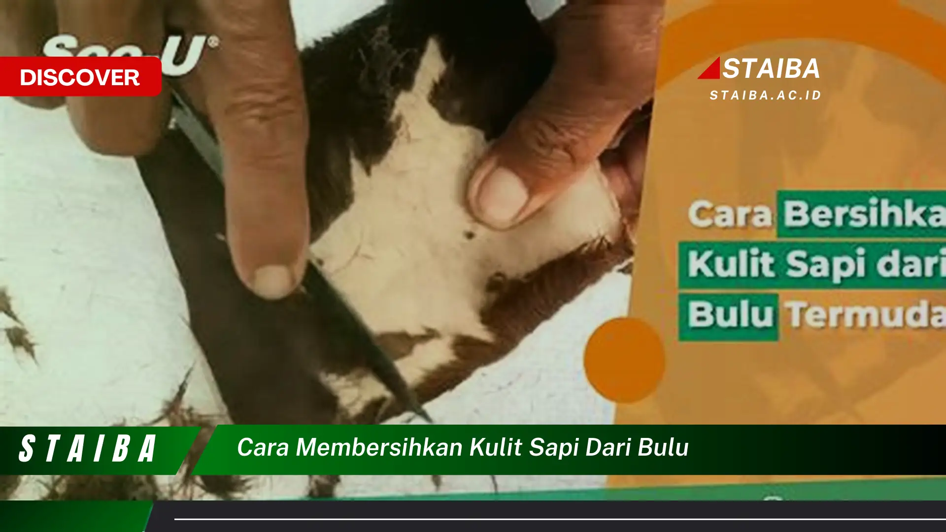 cara membersihkan kulit sapi dari bulu