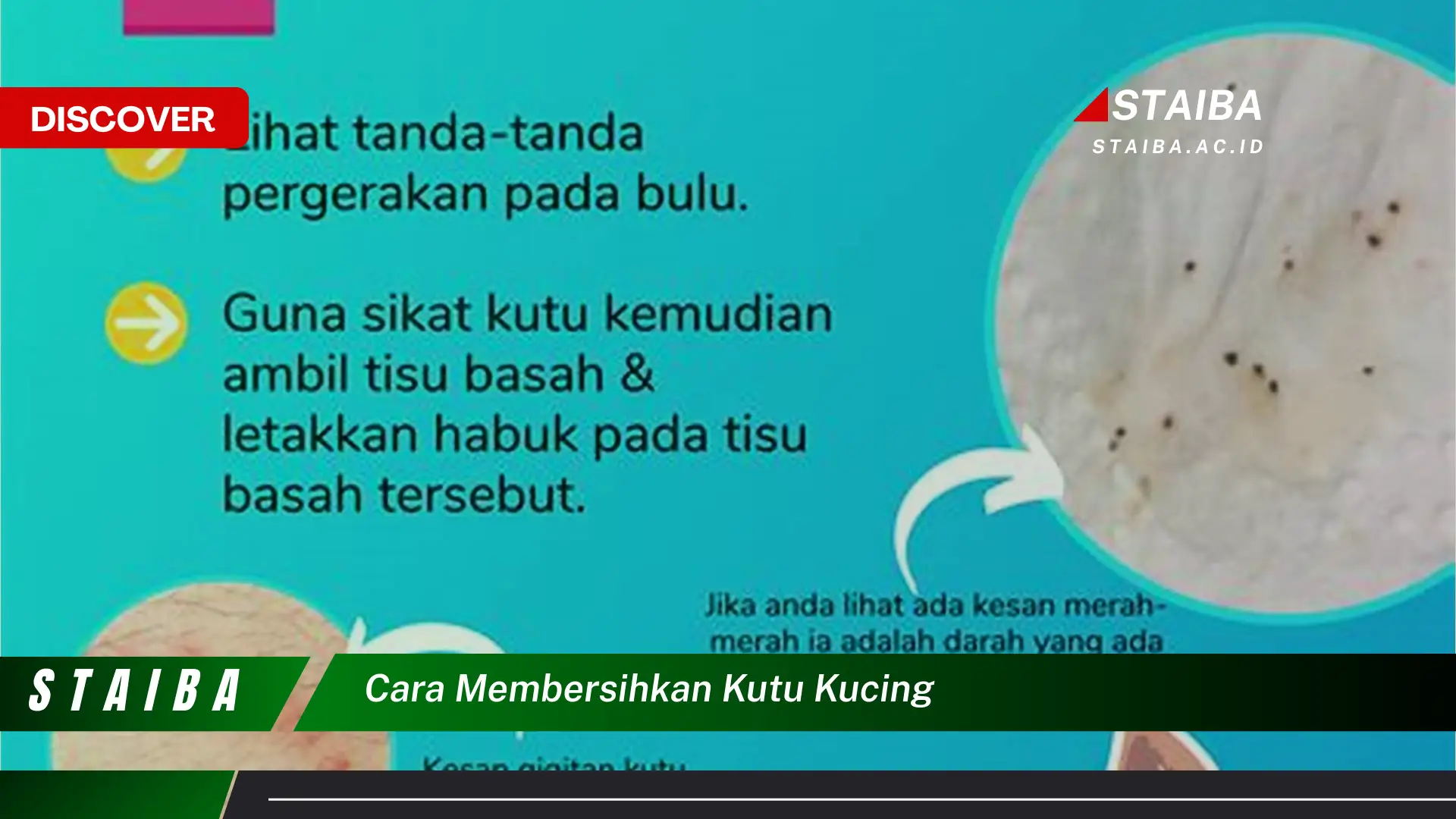 cara membersihkan kutu kucing