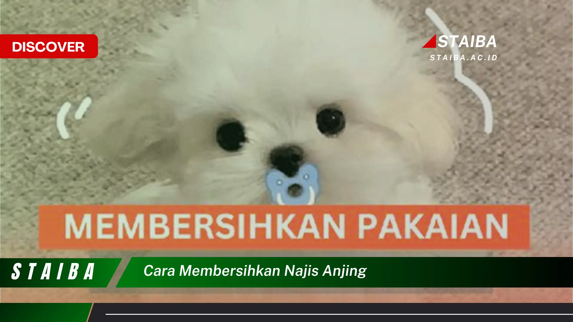 cara membersihkan najis anjing cara membersihkan najis anjing