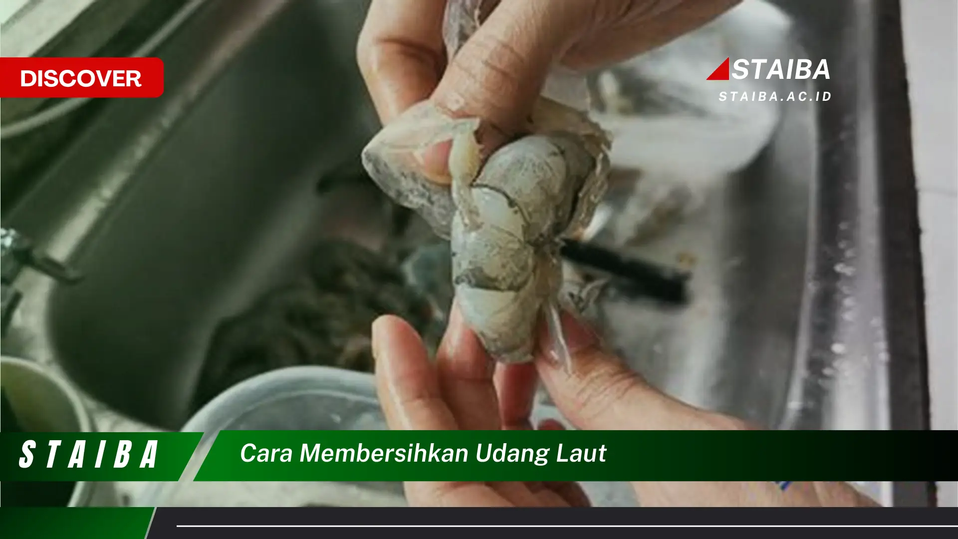 cara membersihkan udang laut