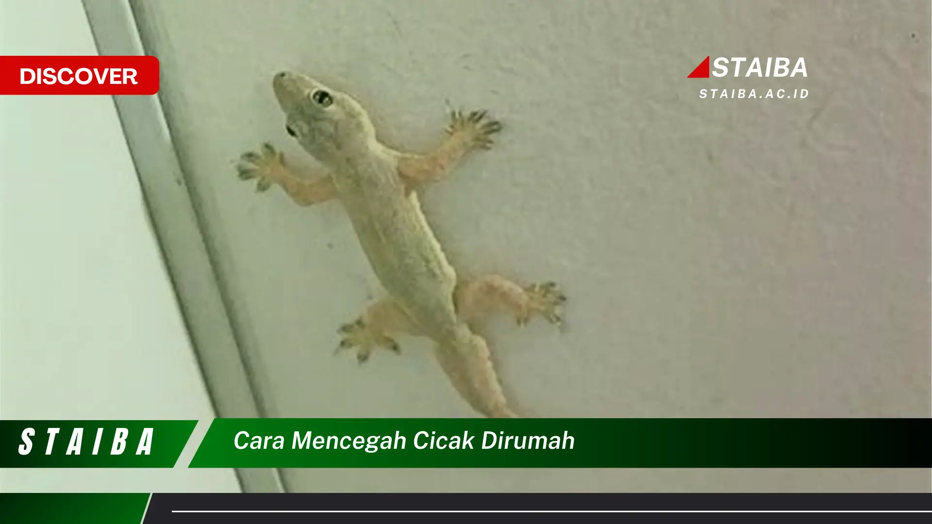 cara mencegah cicak dirumah