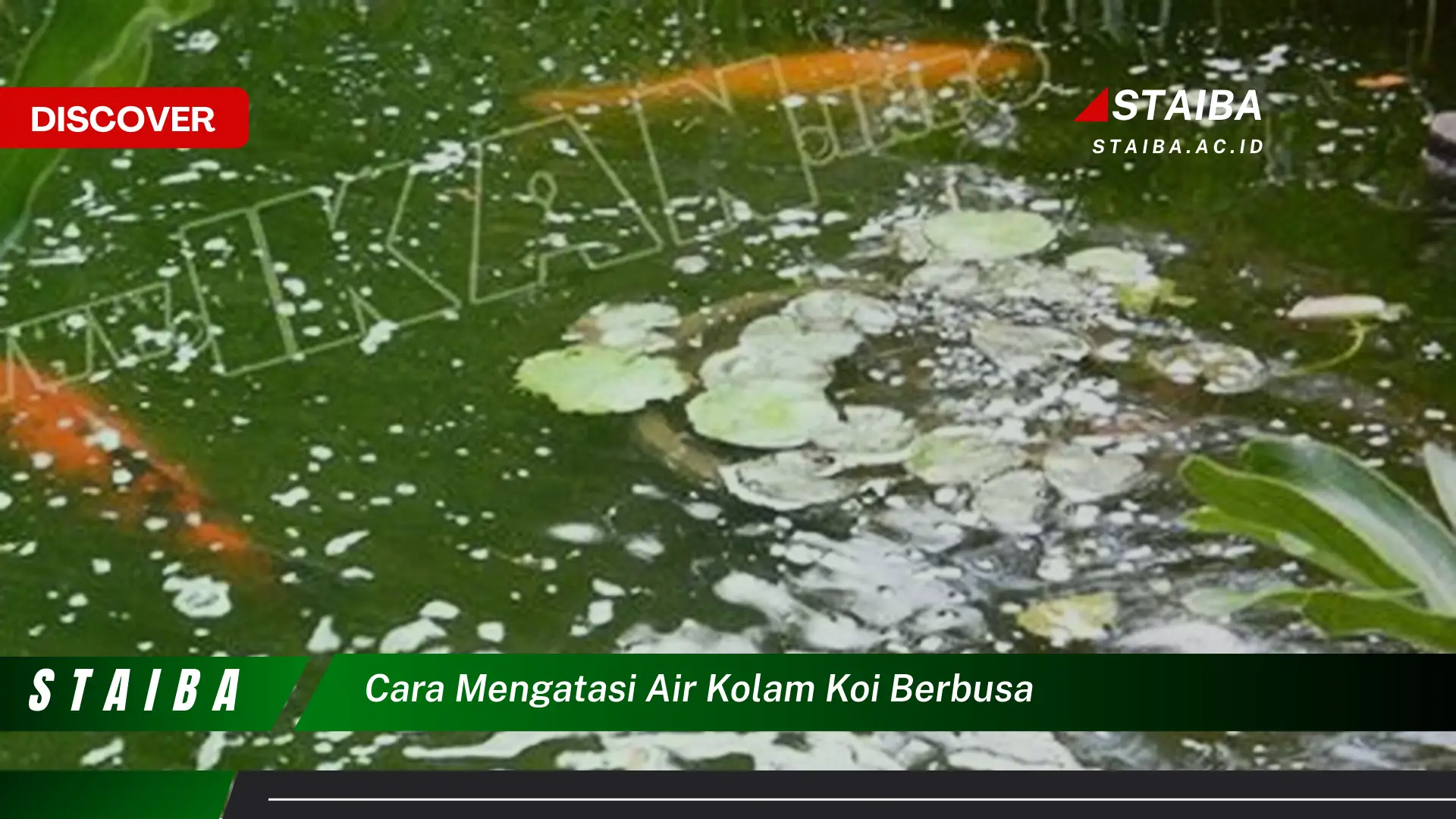 cara mengatasi air kolam koi berbusa