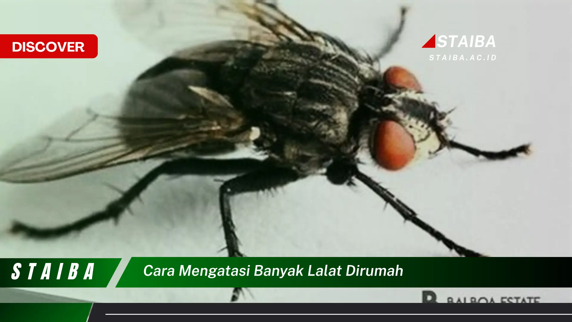 cara mengatasi banyak lalat dirumah