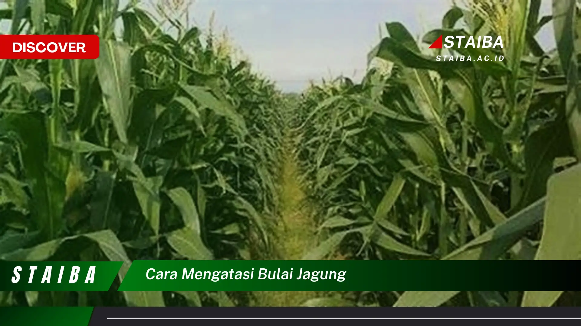 cara mengatasi bulai jagung