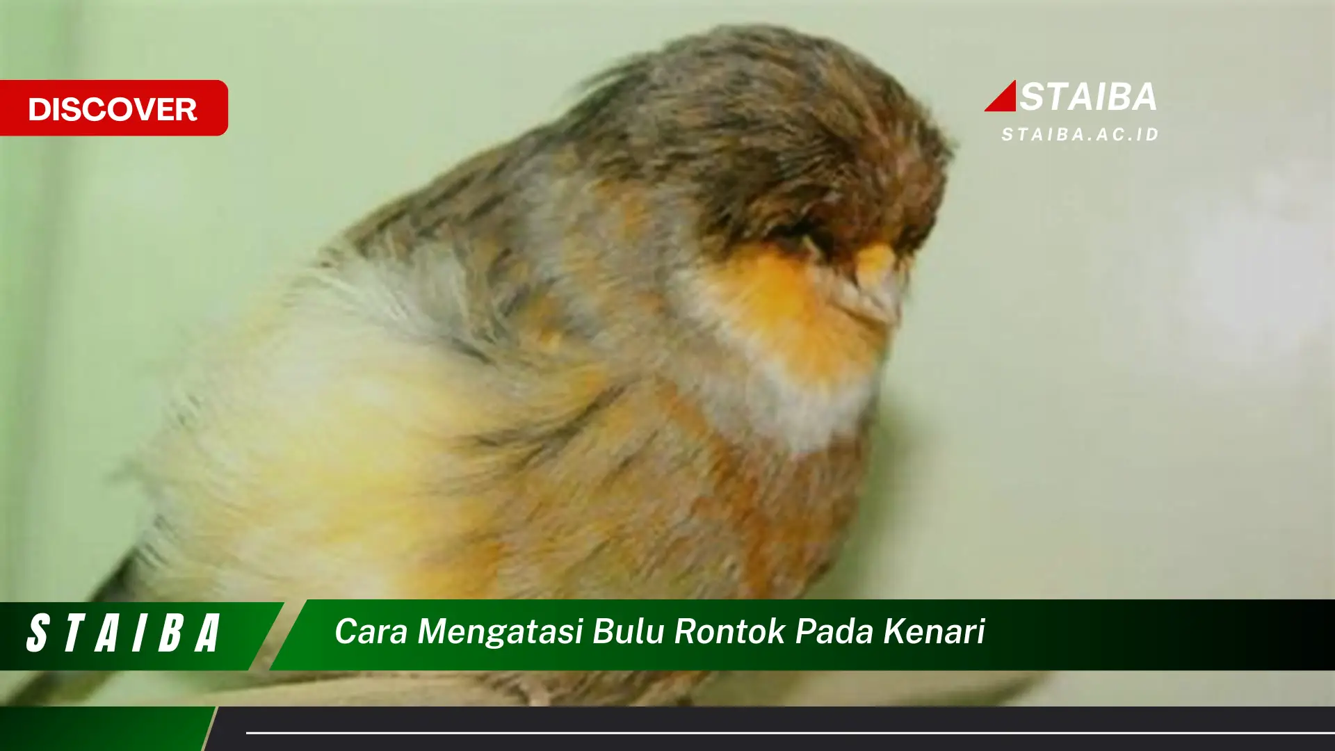 cara mengatasi bulu rontok pada kenari