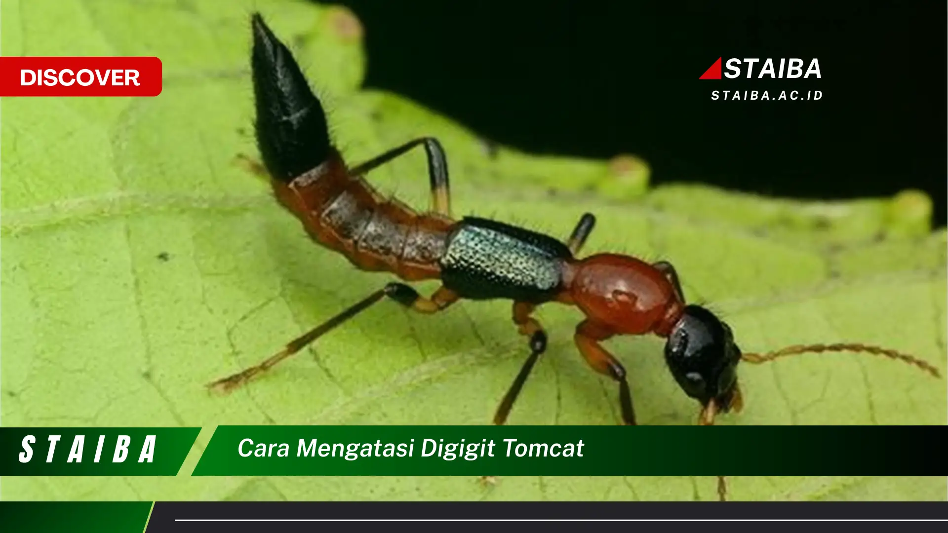 cara mengatasi digigit tomcat