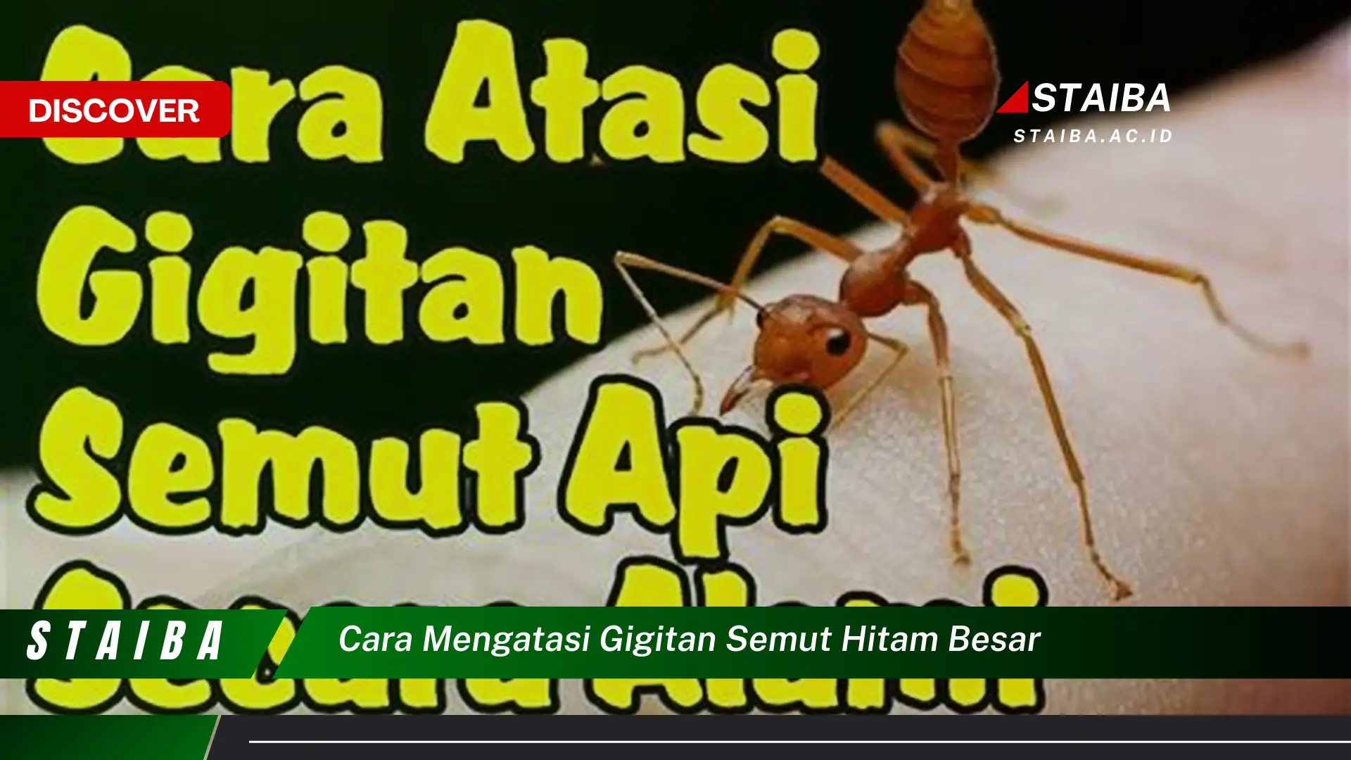 cara mengatasi gigitan semut hitam besar