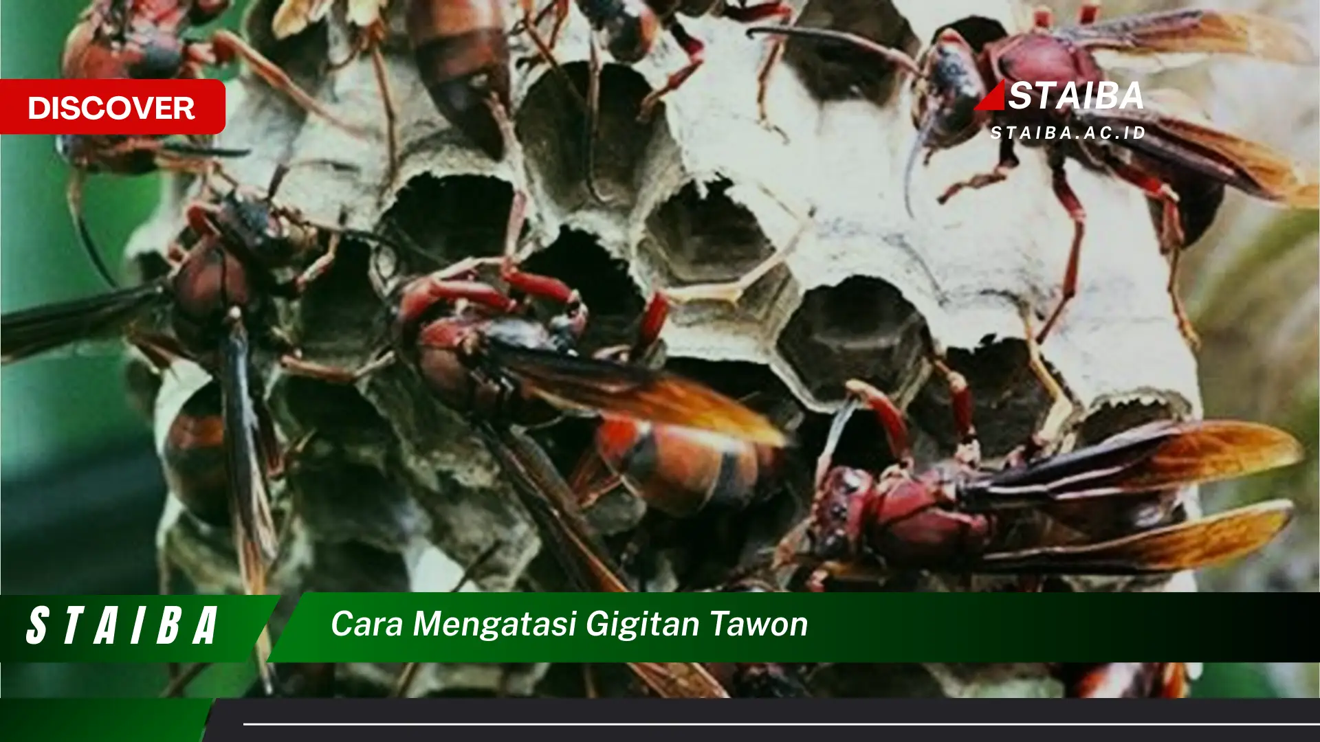 Ketahui Cara Ampuh Mengatasi Gigitan Tawon