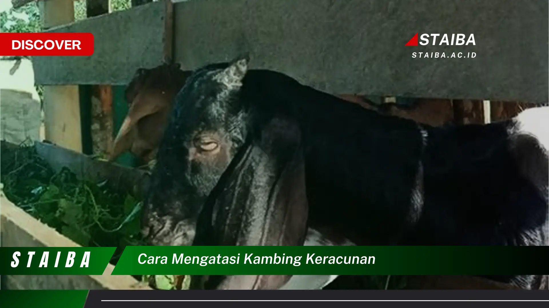 cara mengatasi kambing keracunan