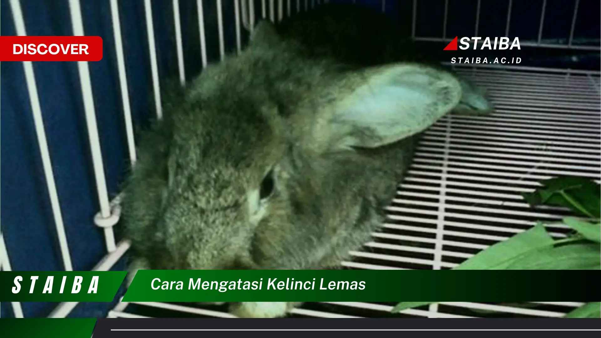 cara mengatasi kelinci lemas