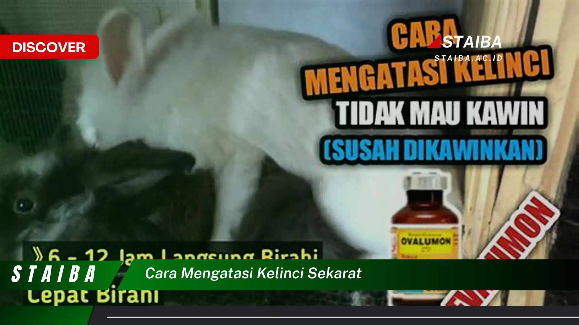 cara mengatasi kelinci sekarat