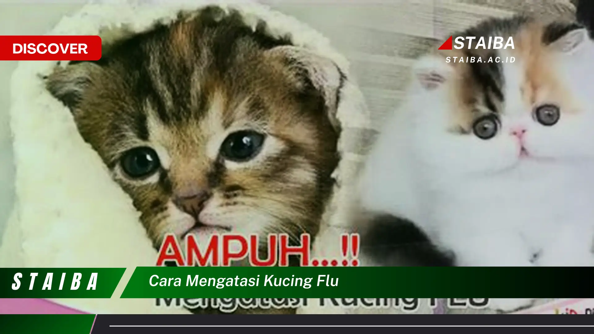 cara mengatasi kucing flu