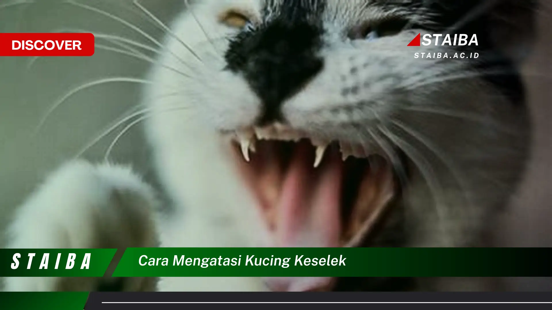 cara mengatasi kucing keselek