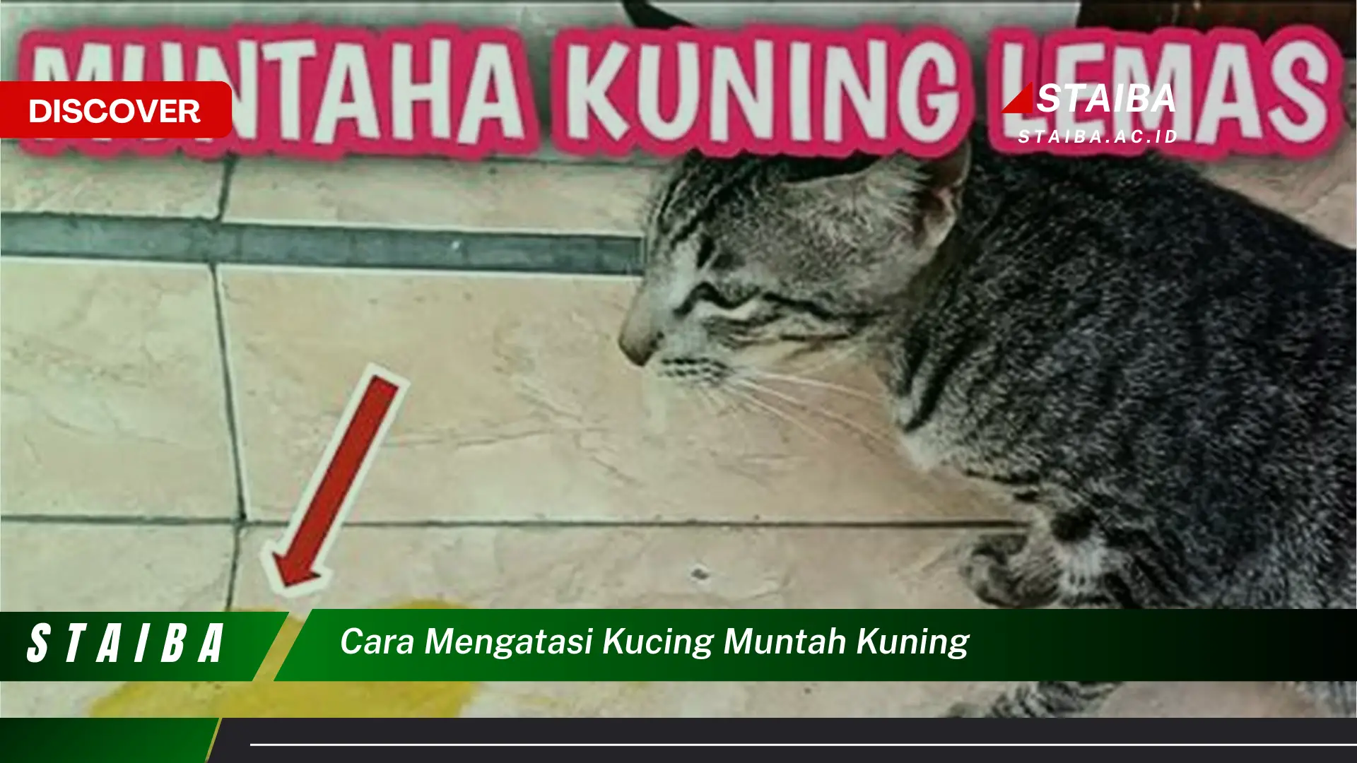 cara mengatasi kucing muntah kuning