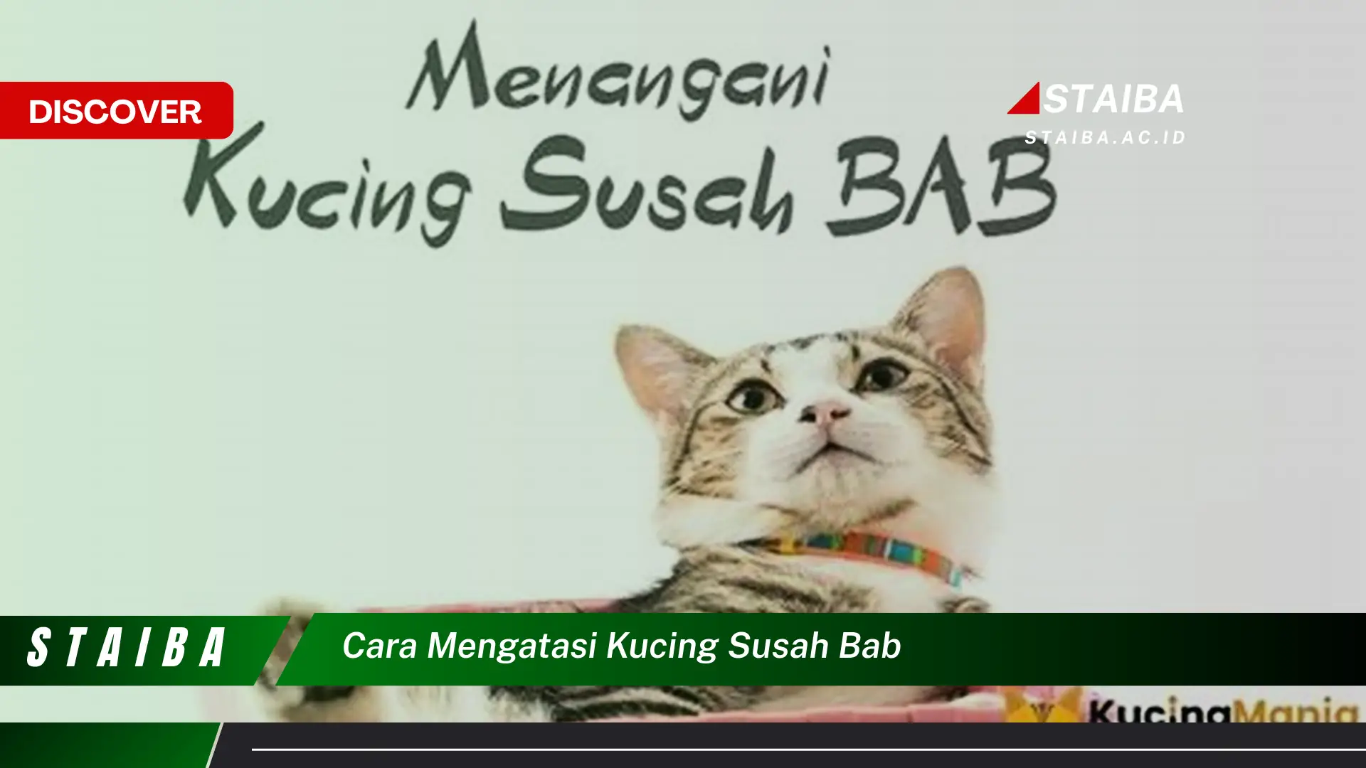 Ketahui Cara Mengatasi Kucing Susah BAB yang Sudah Terbukti Efektif