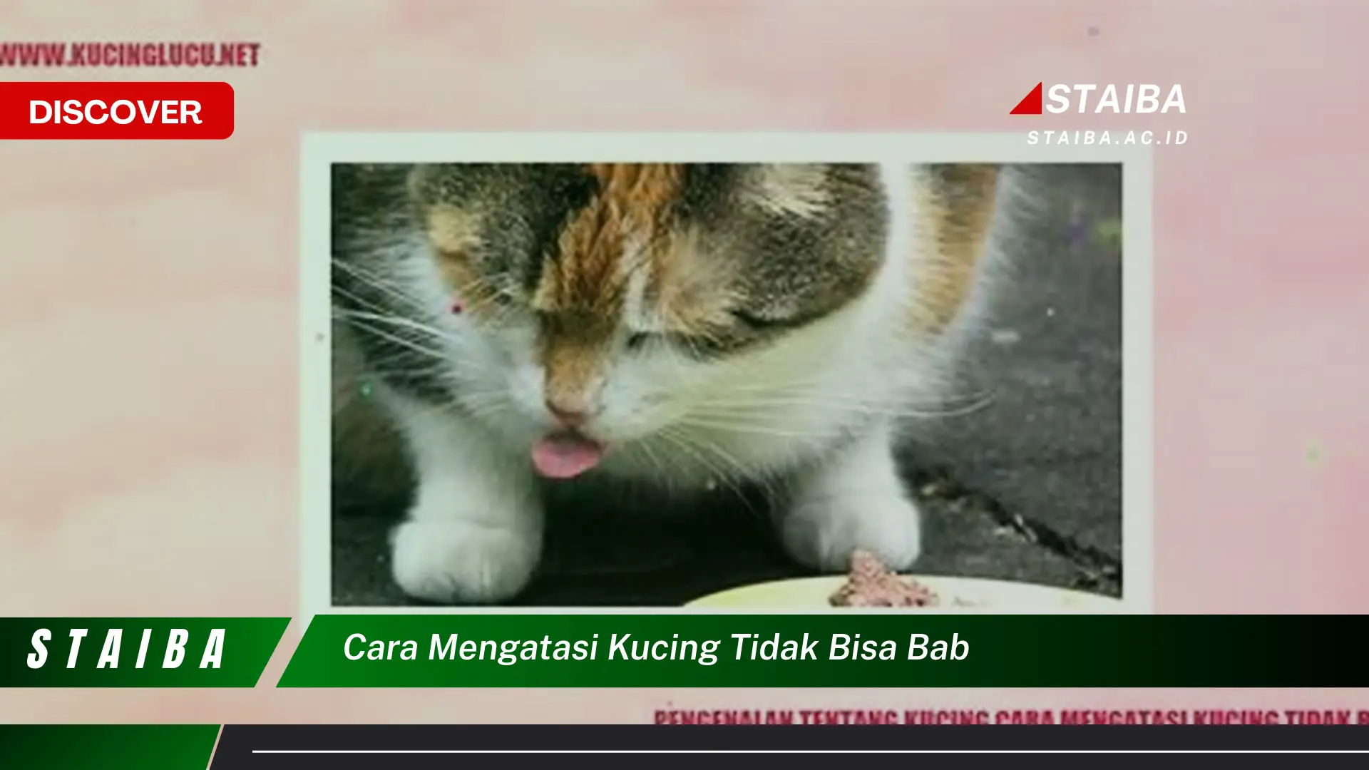 cara mengatasi kucing tidak bisa bab cara mengatasi kucing tidak bisa bab