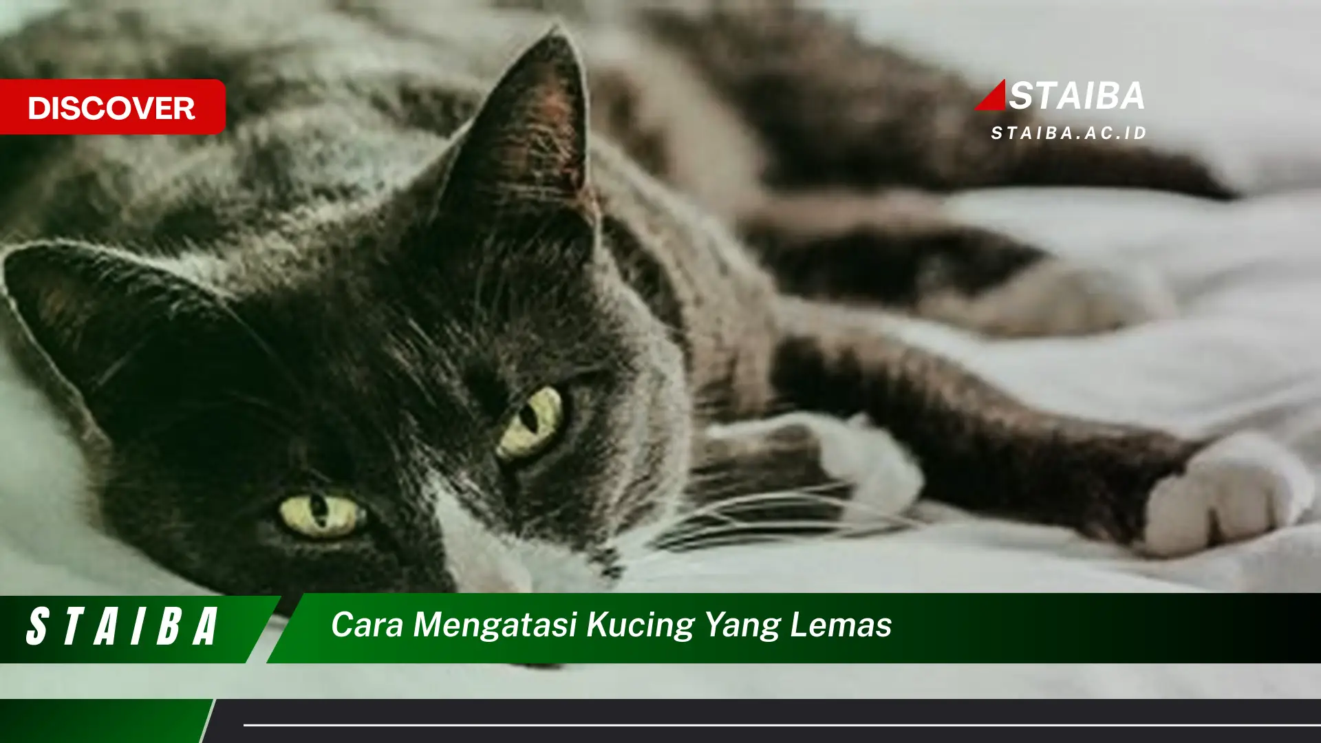 cara mengatasi kucing yang lemas