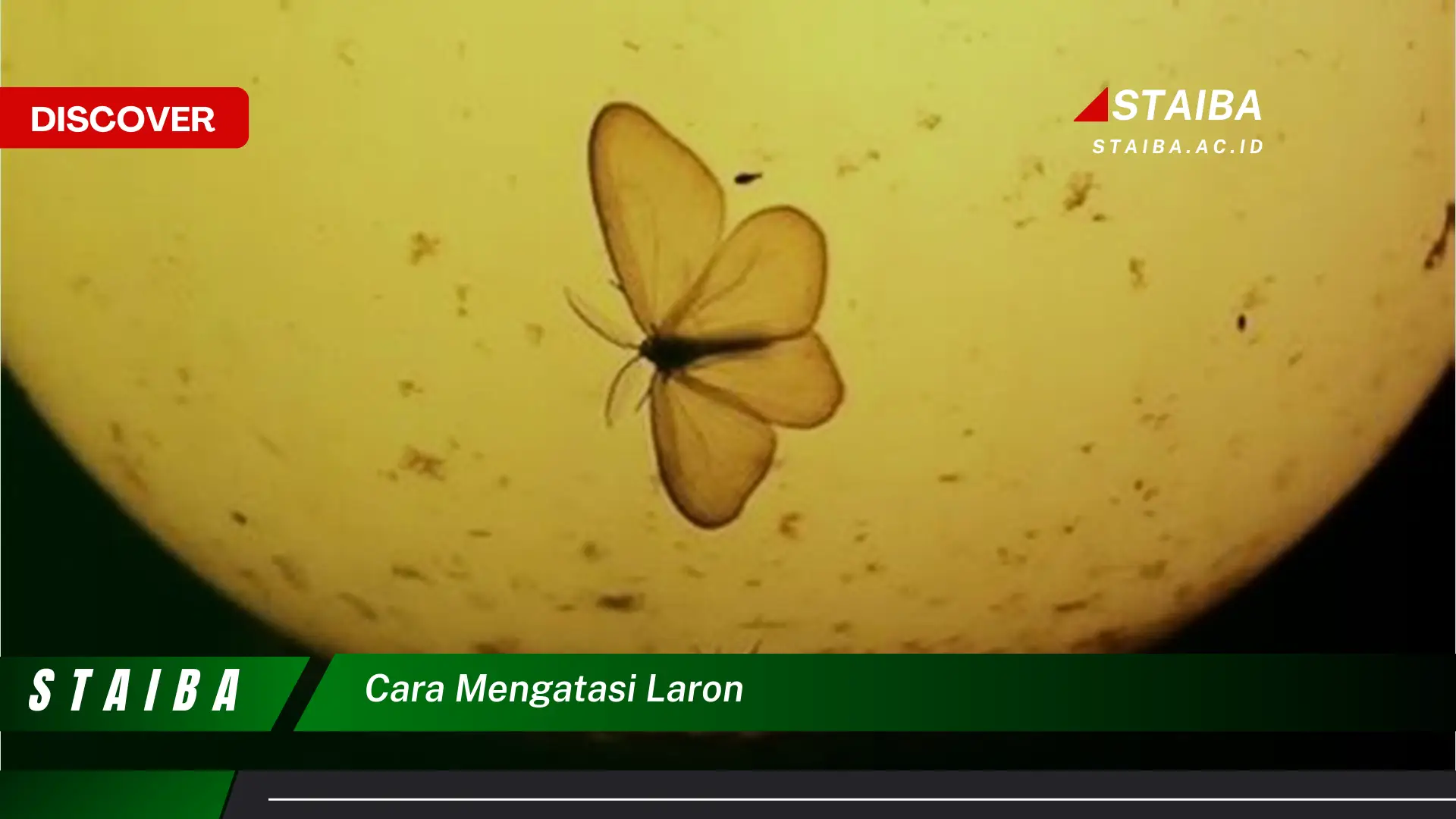 cara mengatasi laron