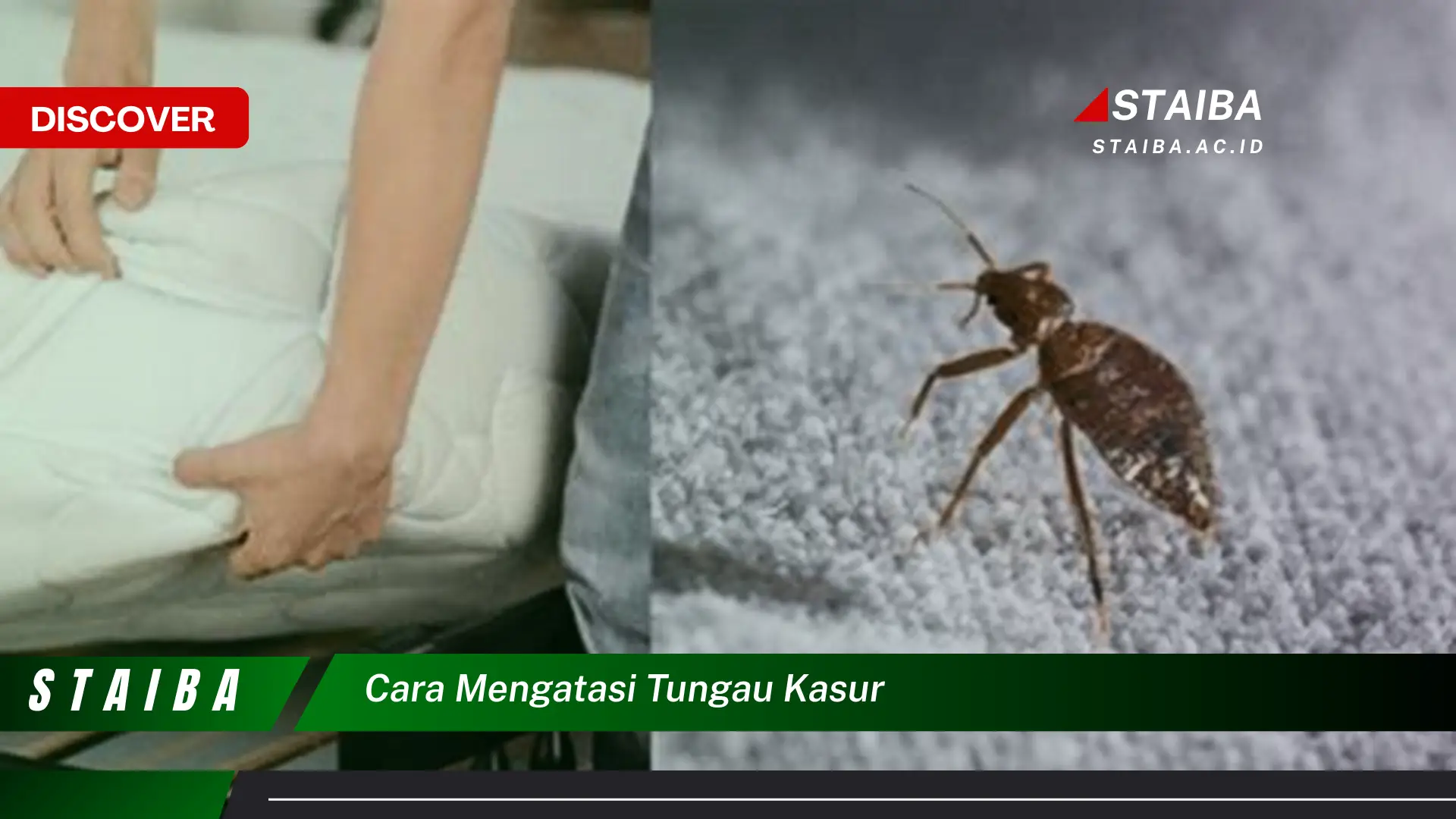 cara mengatasi tungau kasur