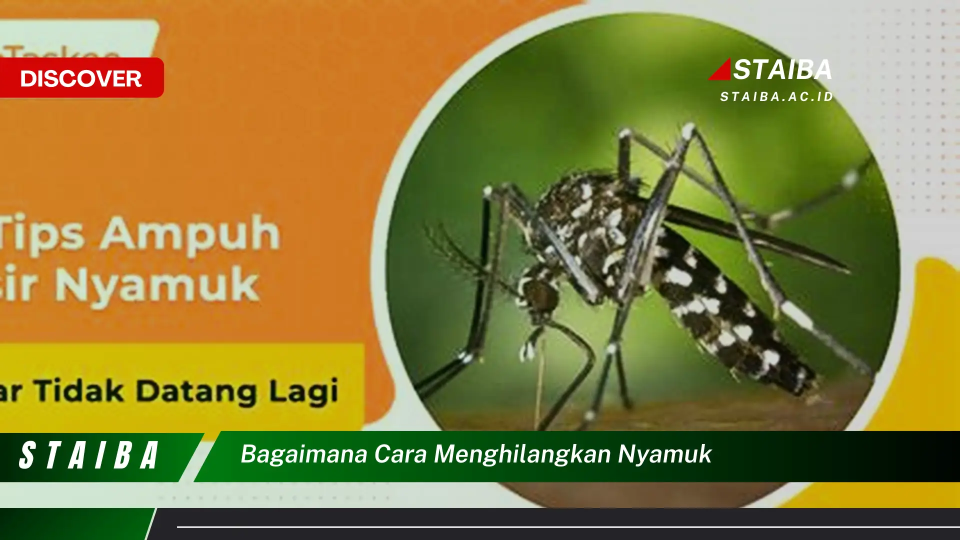 bagaimana cara menghilangkan nyamuk bagaimana cara menghilangkan nyamuk