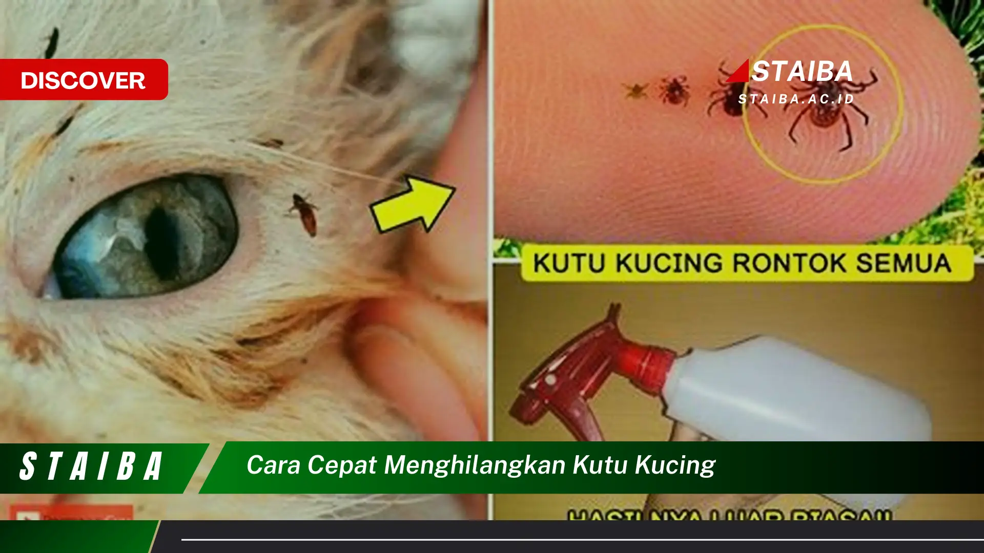 cara cepat menghilangkan kutu kucing