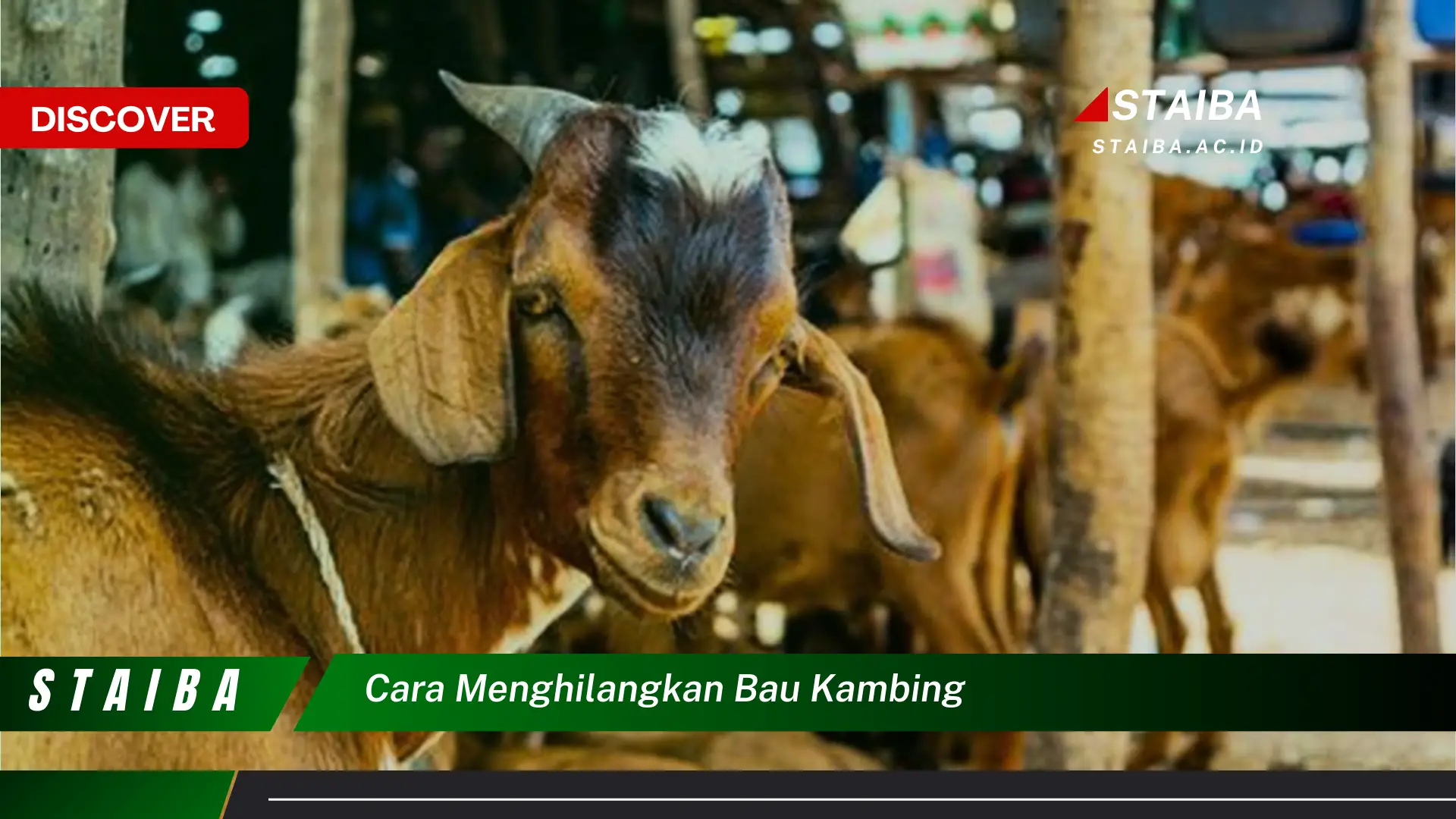 cara menghilangkan bau kambing