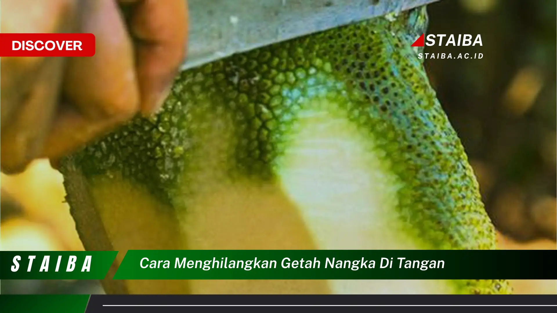 cara menghilangkan getah nangka di tangan