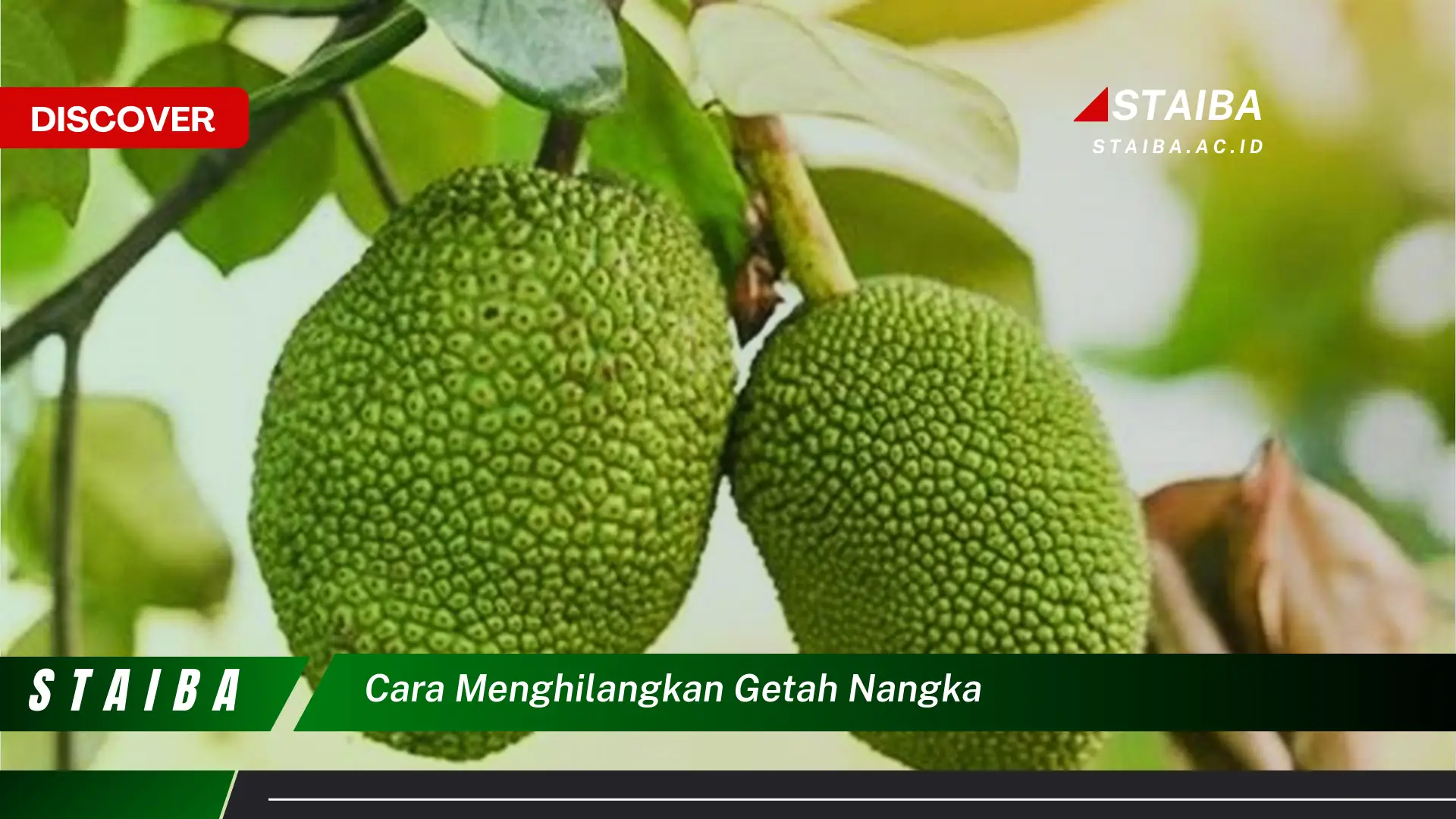 cara menghilangkan getah nangka