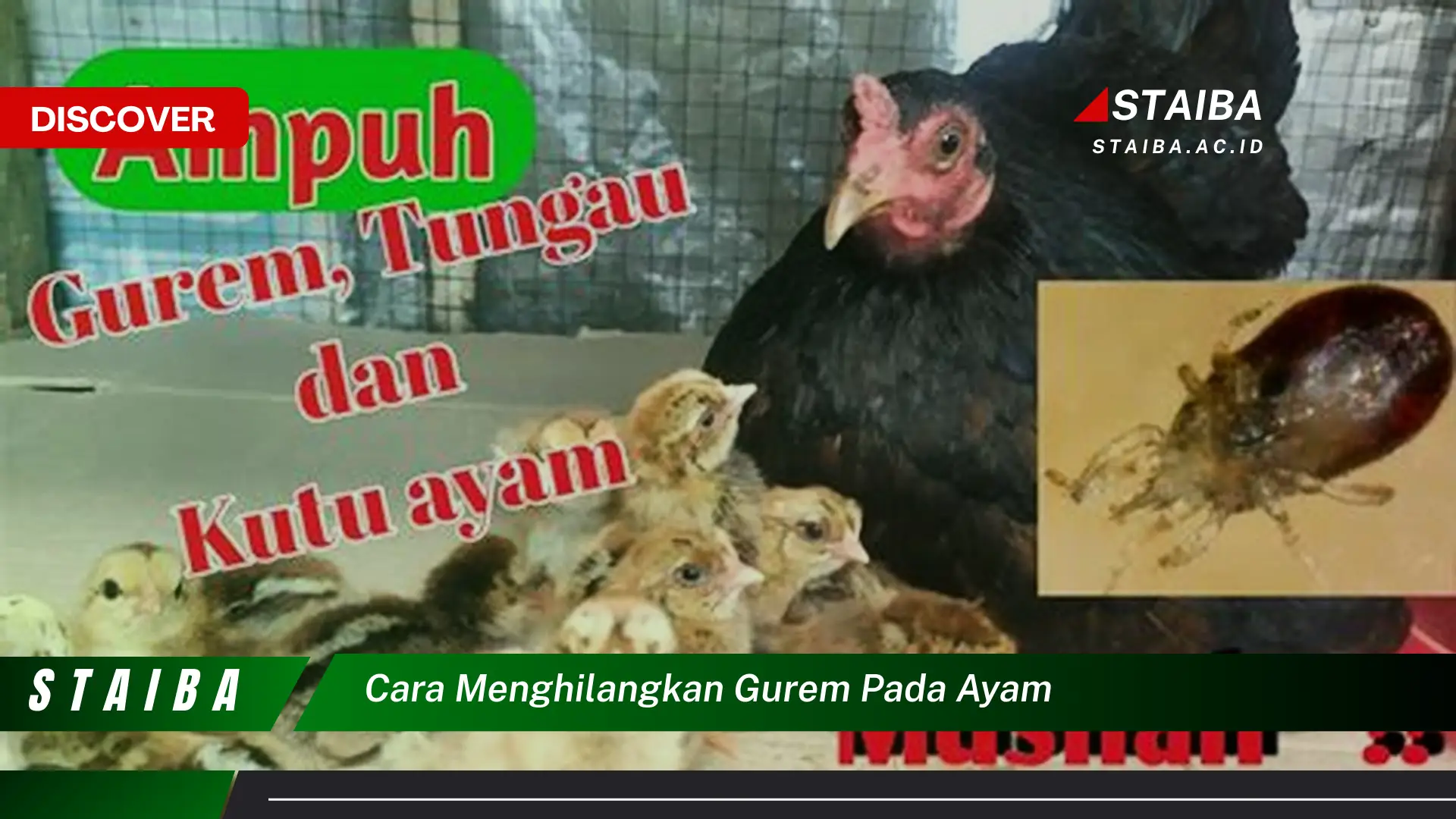 cara menghilangkan gurem pada ayam