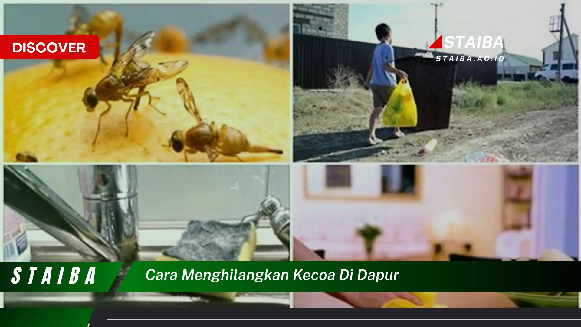 cara menghilangkan kecoa di dapur