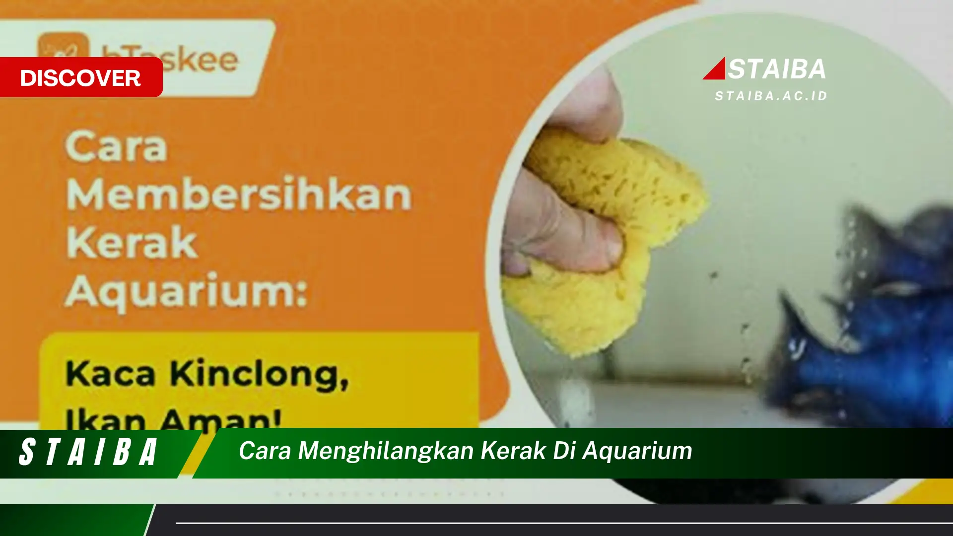 cara menghilangkan kerak di aquarium