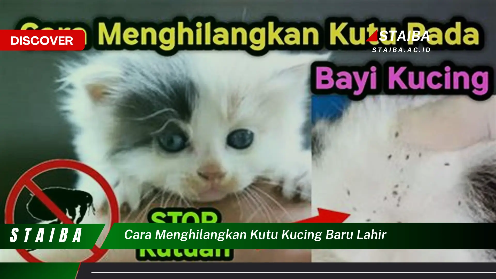 cara menghilangkan kutu kucing baru lahir