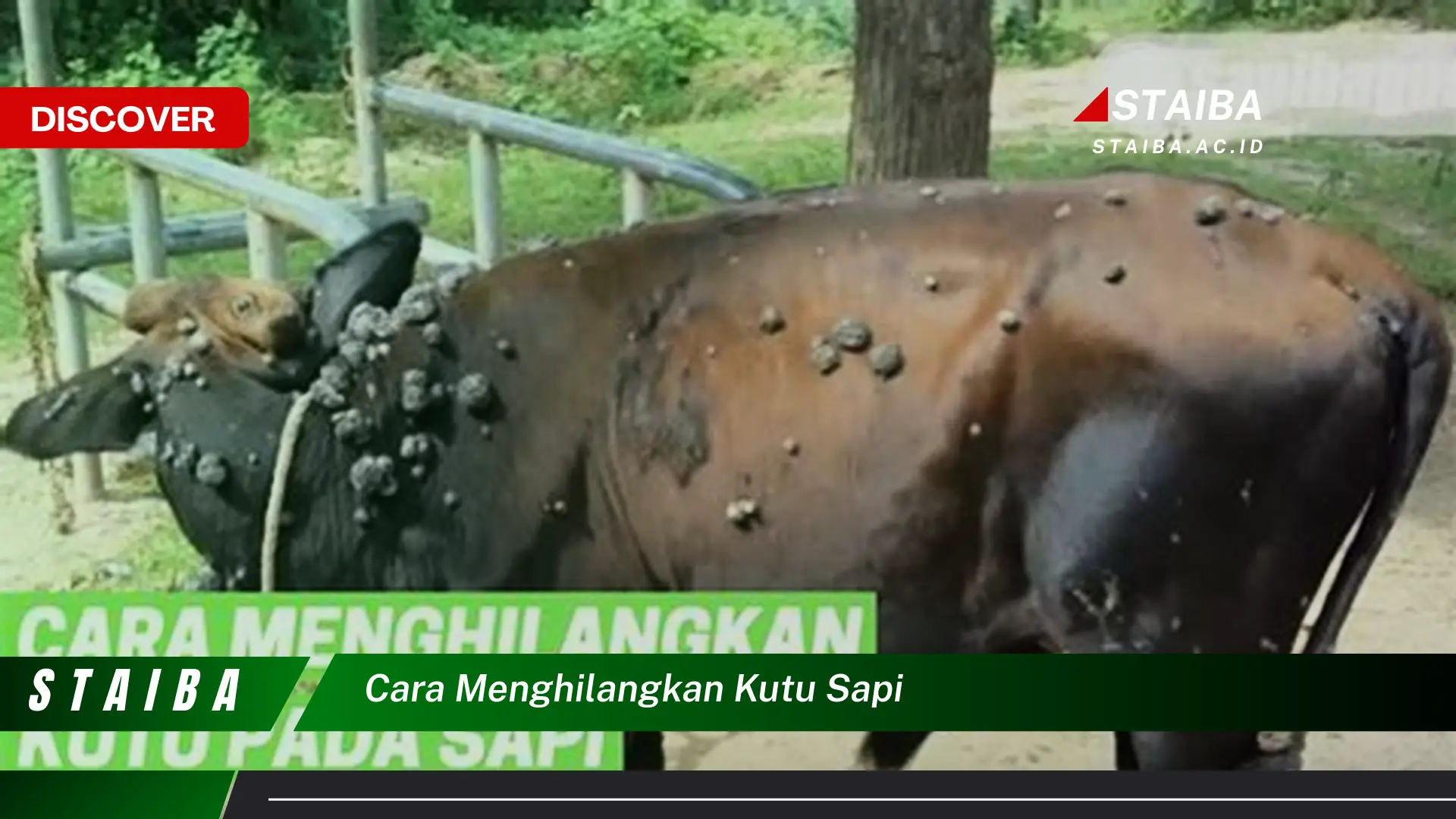 Temukan Cara Mudah dan Terbukti Menghilangkan Kutu Sapi