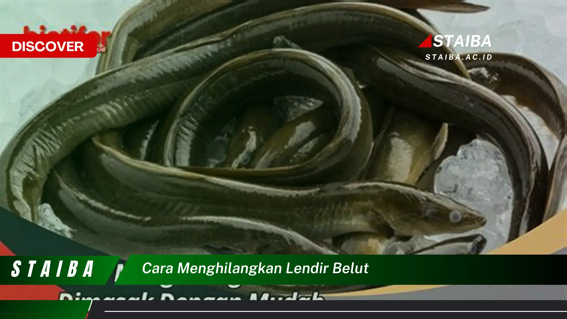 cara menghilangkan lendir belut