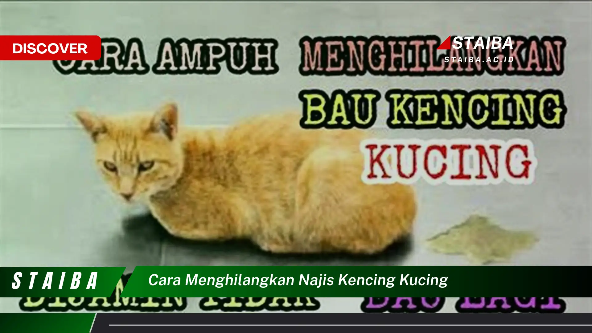 cara menghilangkan najis kencing kucing