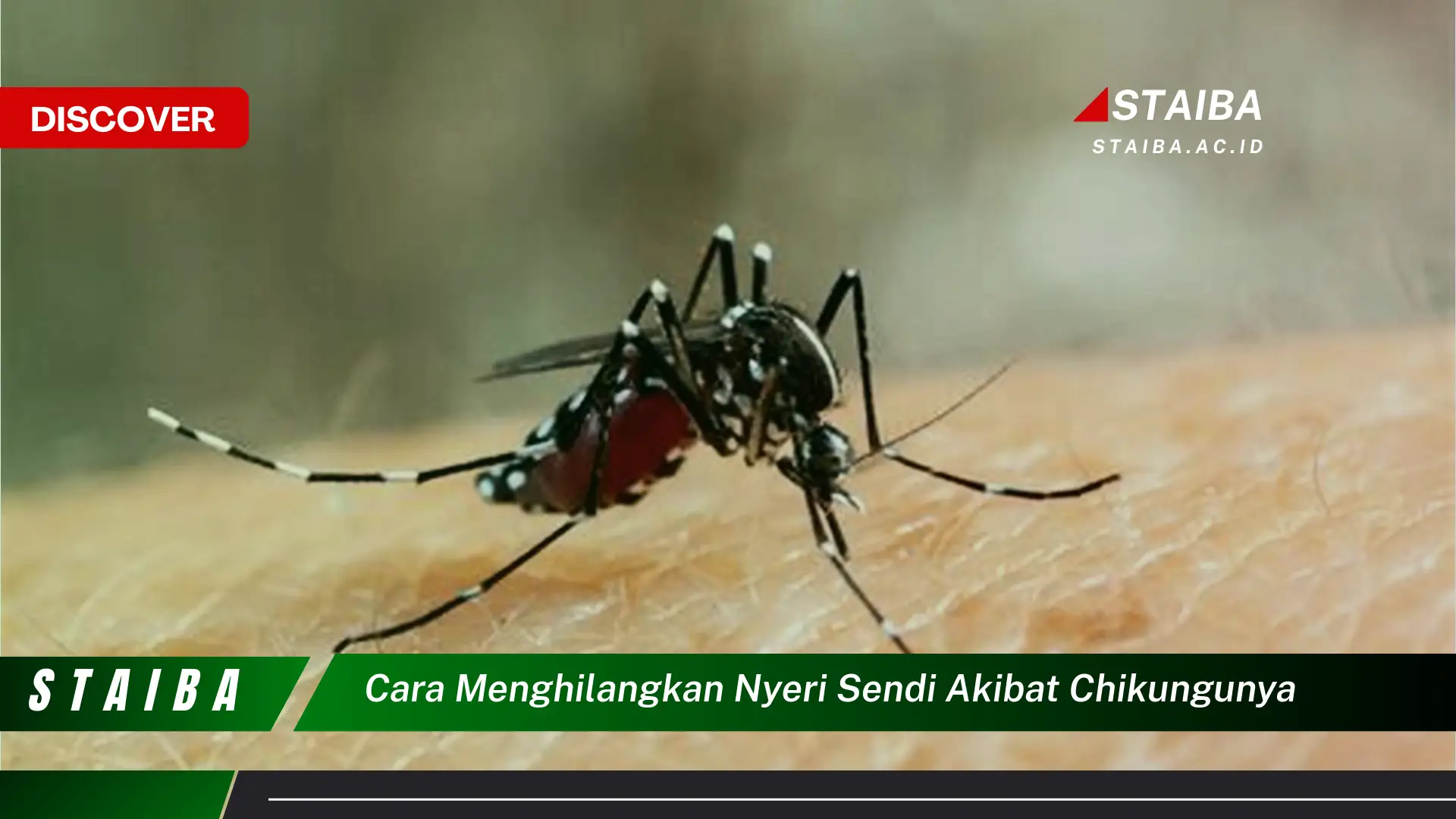 cara menghilangkan nyeri sendi akibat chikungunya