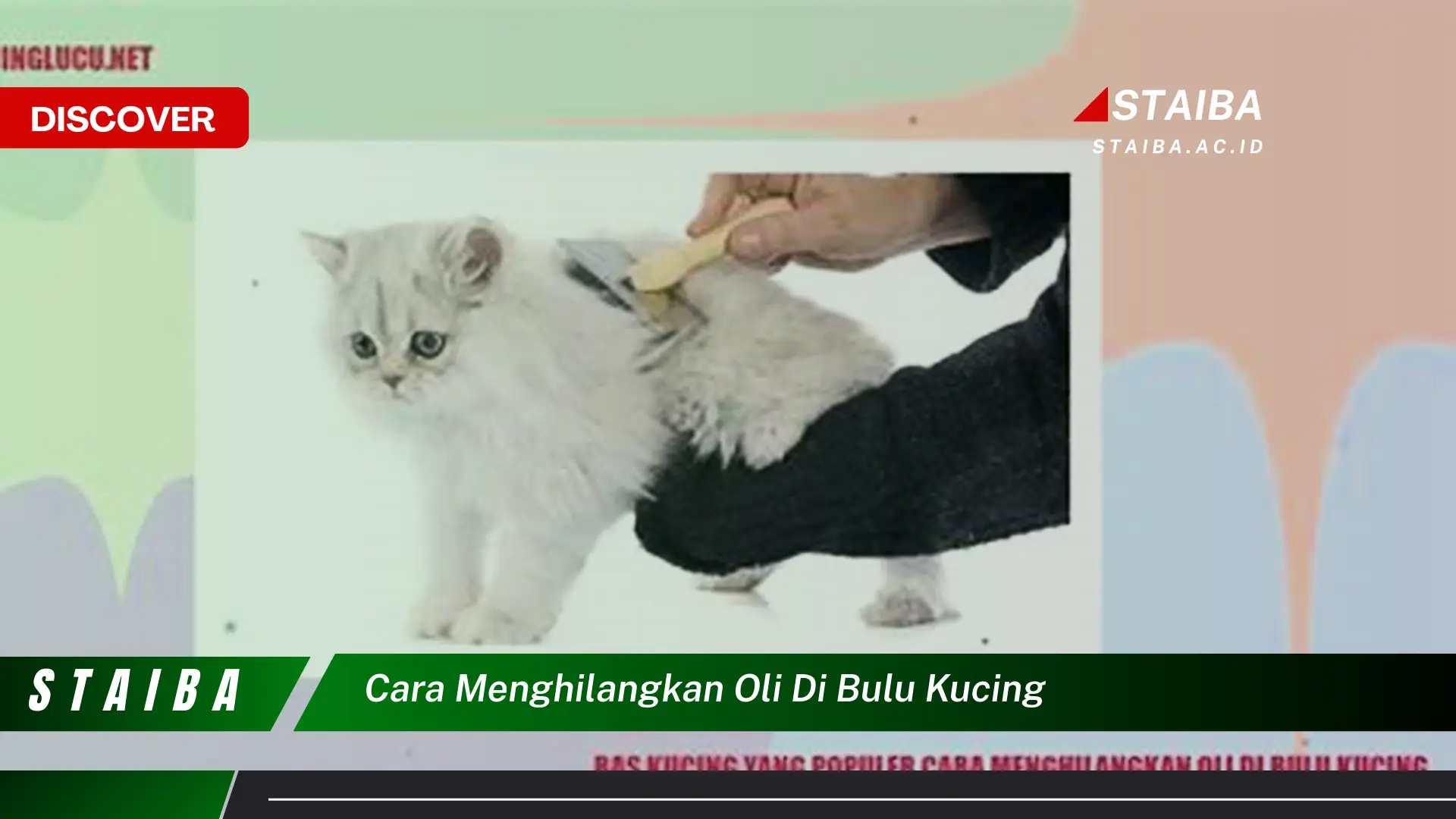 cara menghilangkan oli di bulu kucing cara menghilangkan oli di bulu kucing