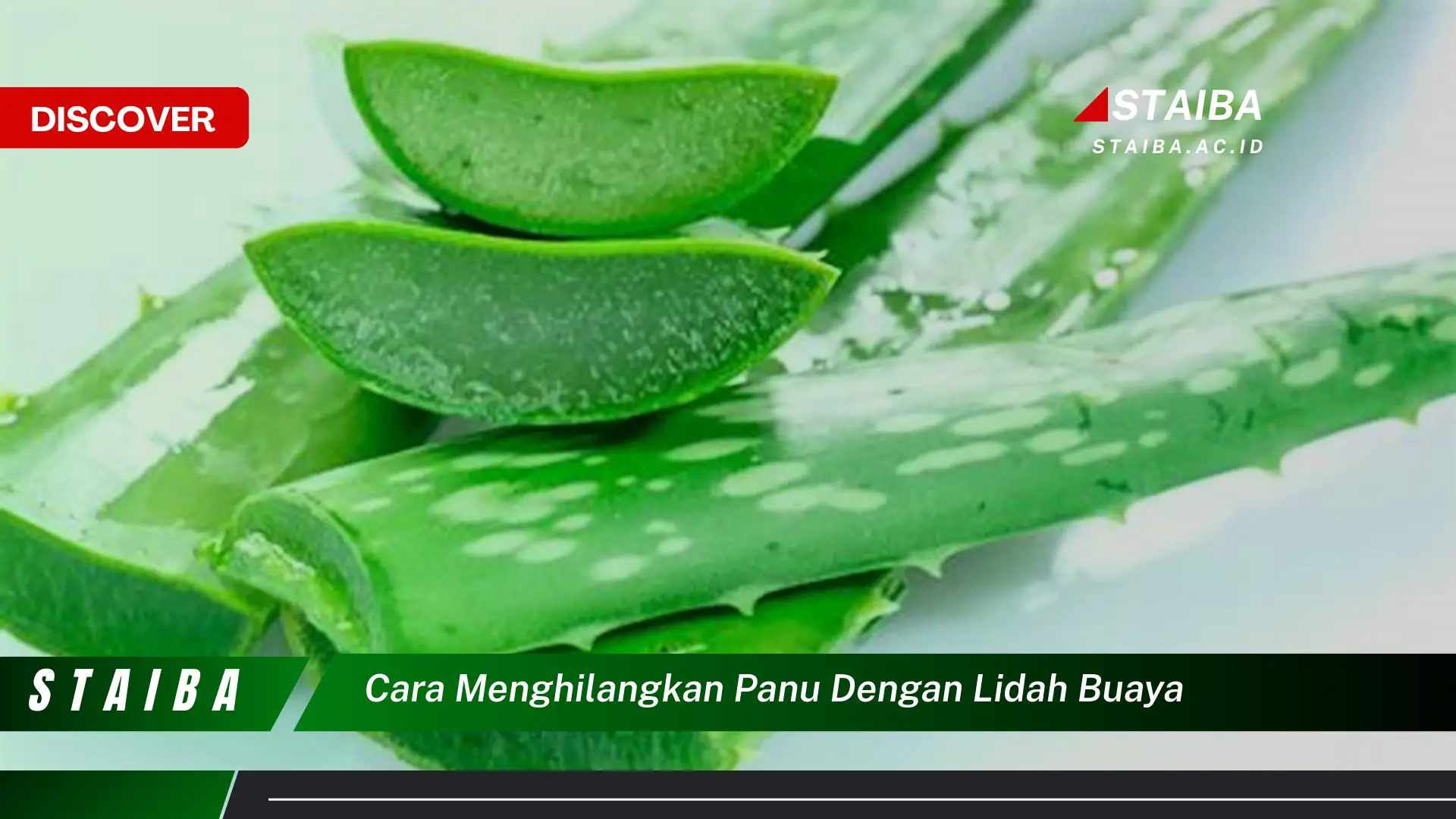 cara menghilangkan panu dengan lidah buaya