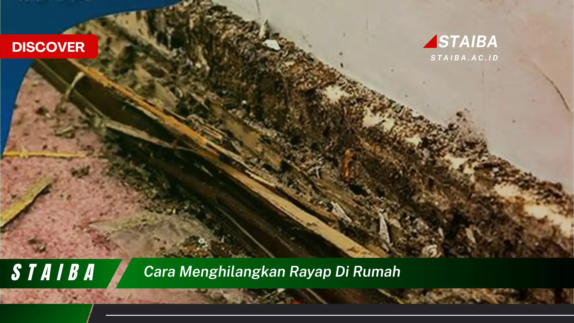 cara menghilangkan rayap di rumah