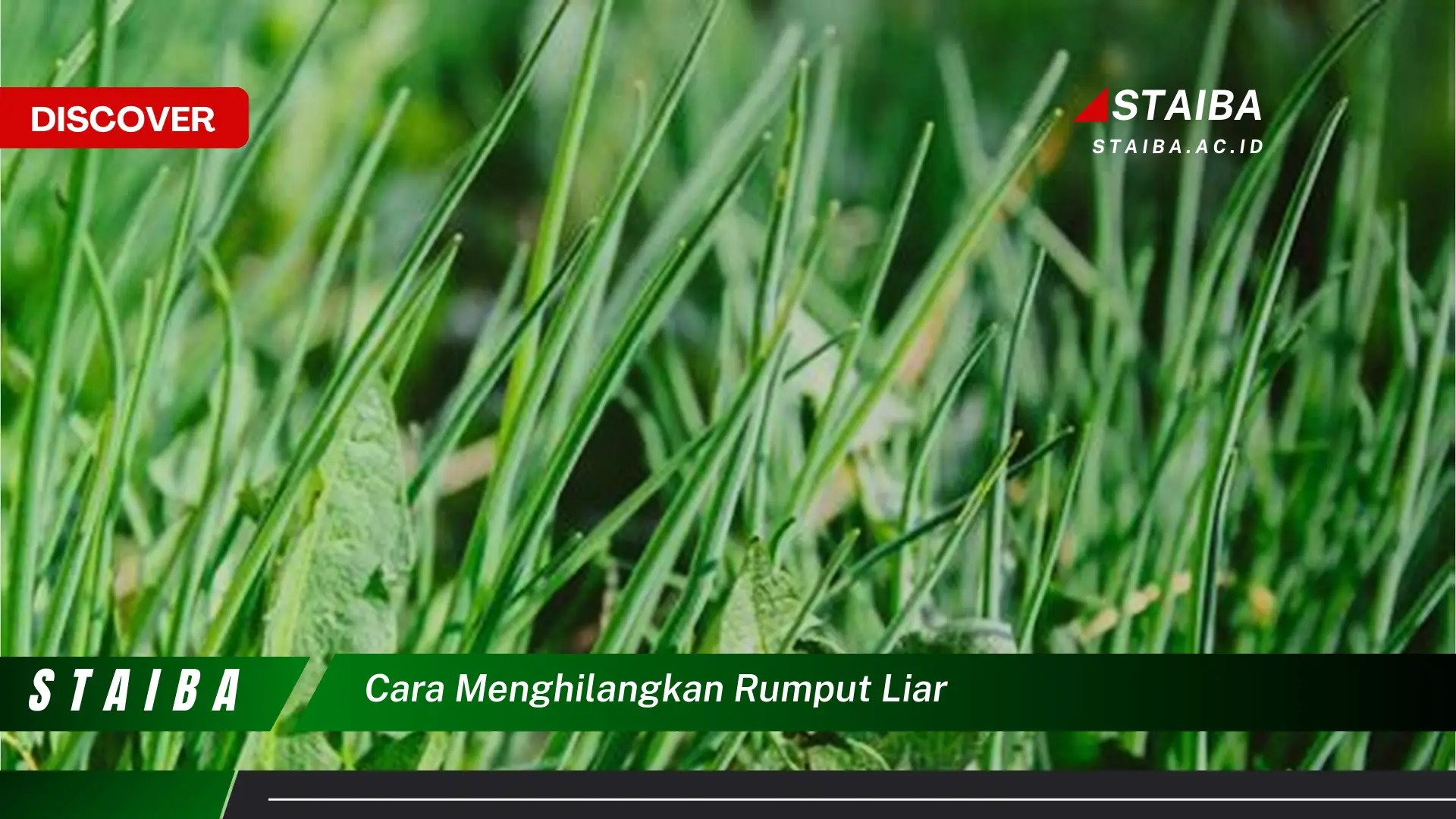 cara menghilangkan rumput liar