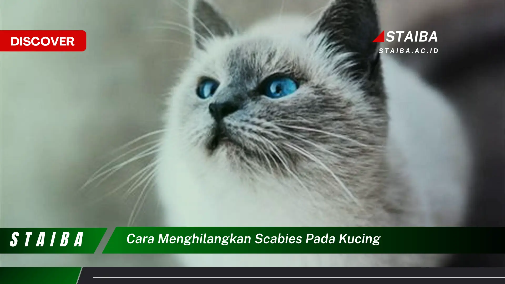 cara menghilangkan scabies pada kucing