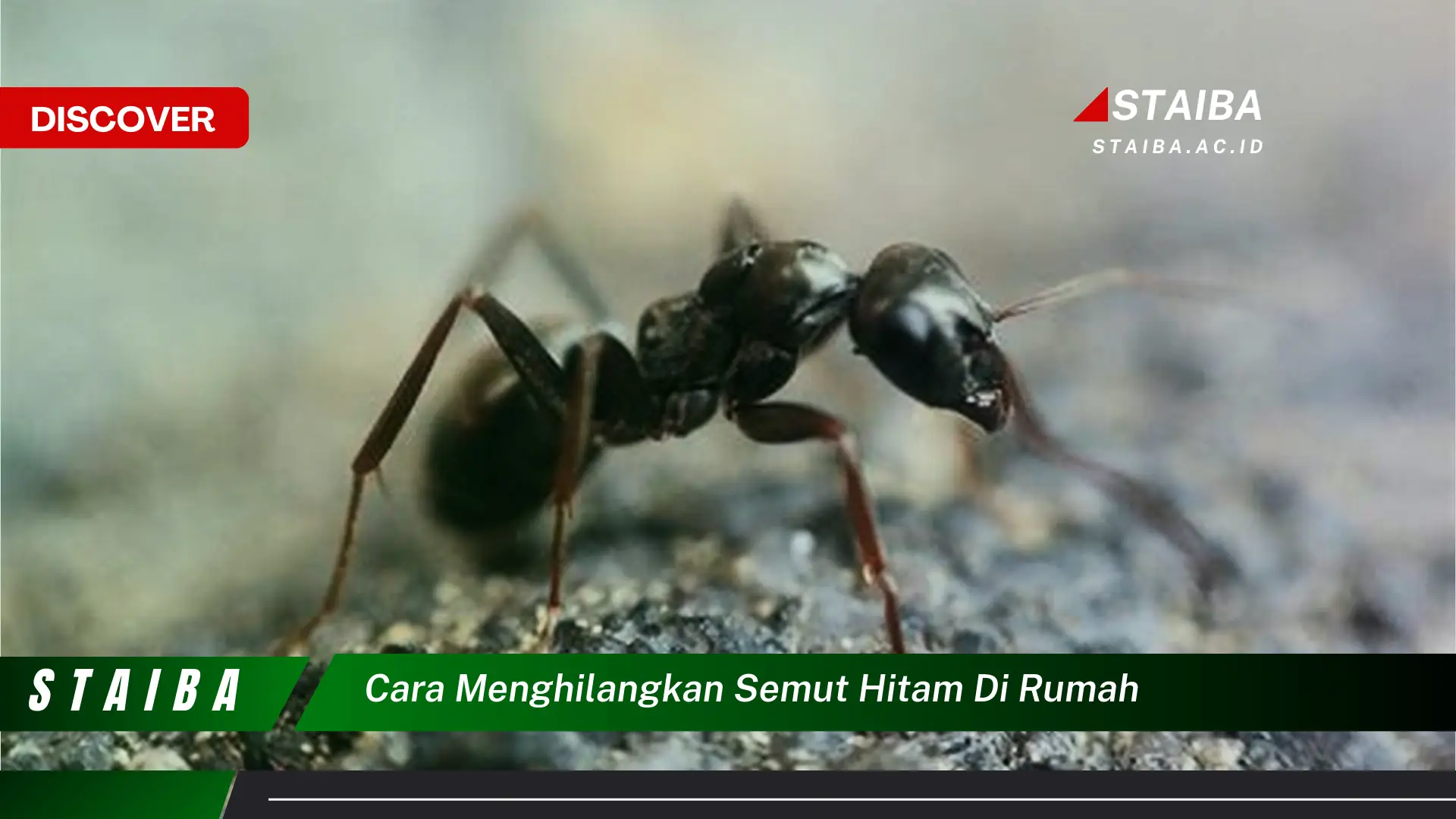 cara menghilangkan semut hitam di rumah
