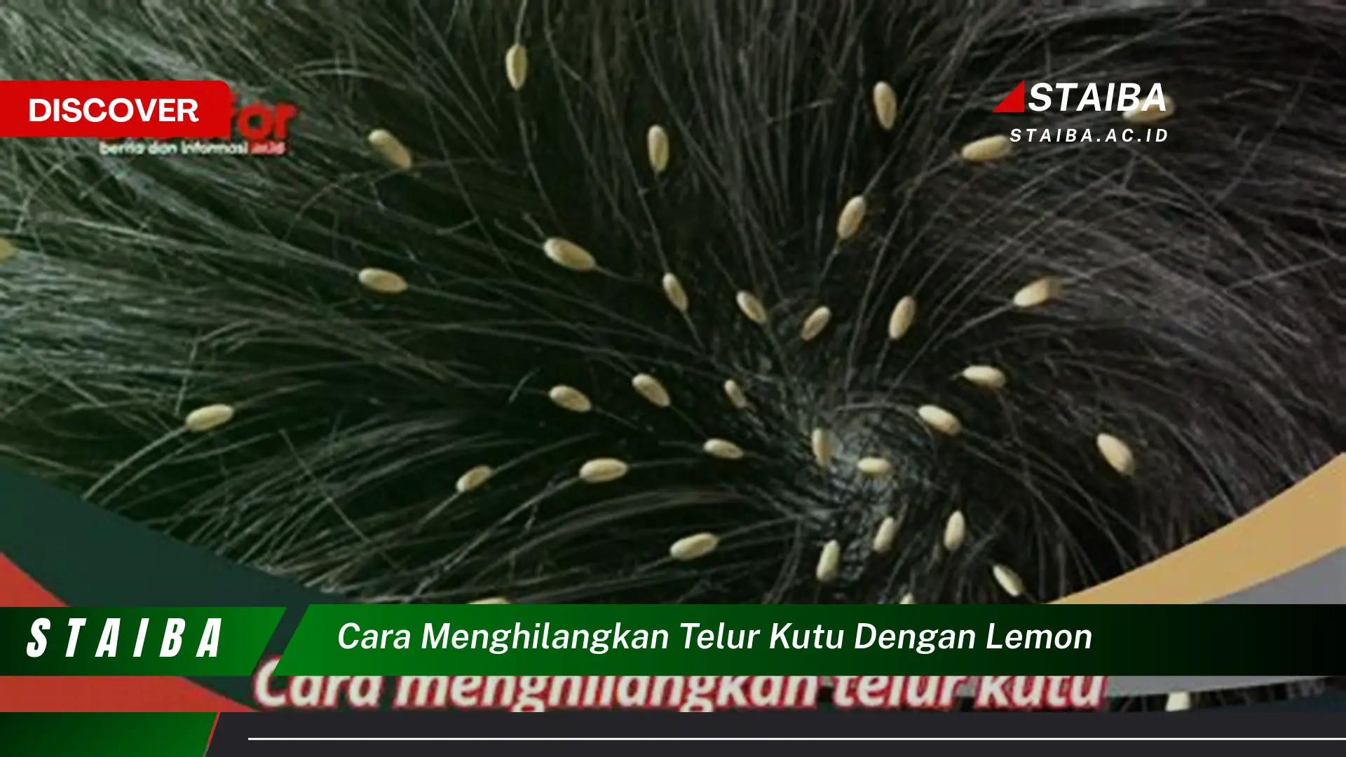 cara menghilangkan telur kutu dengan lemon