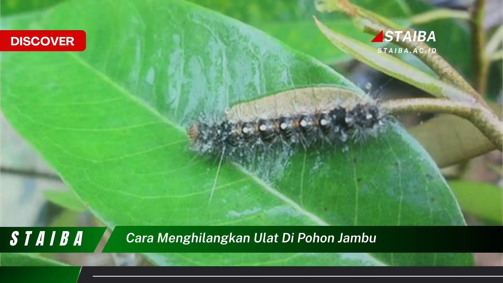 cara menghilangkan ulat di pohon jambu