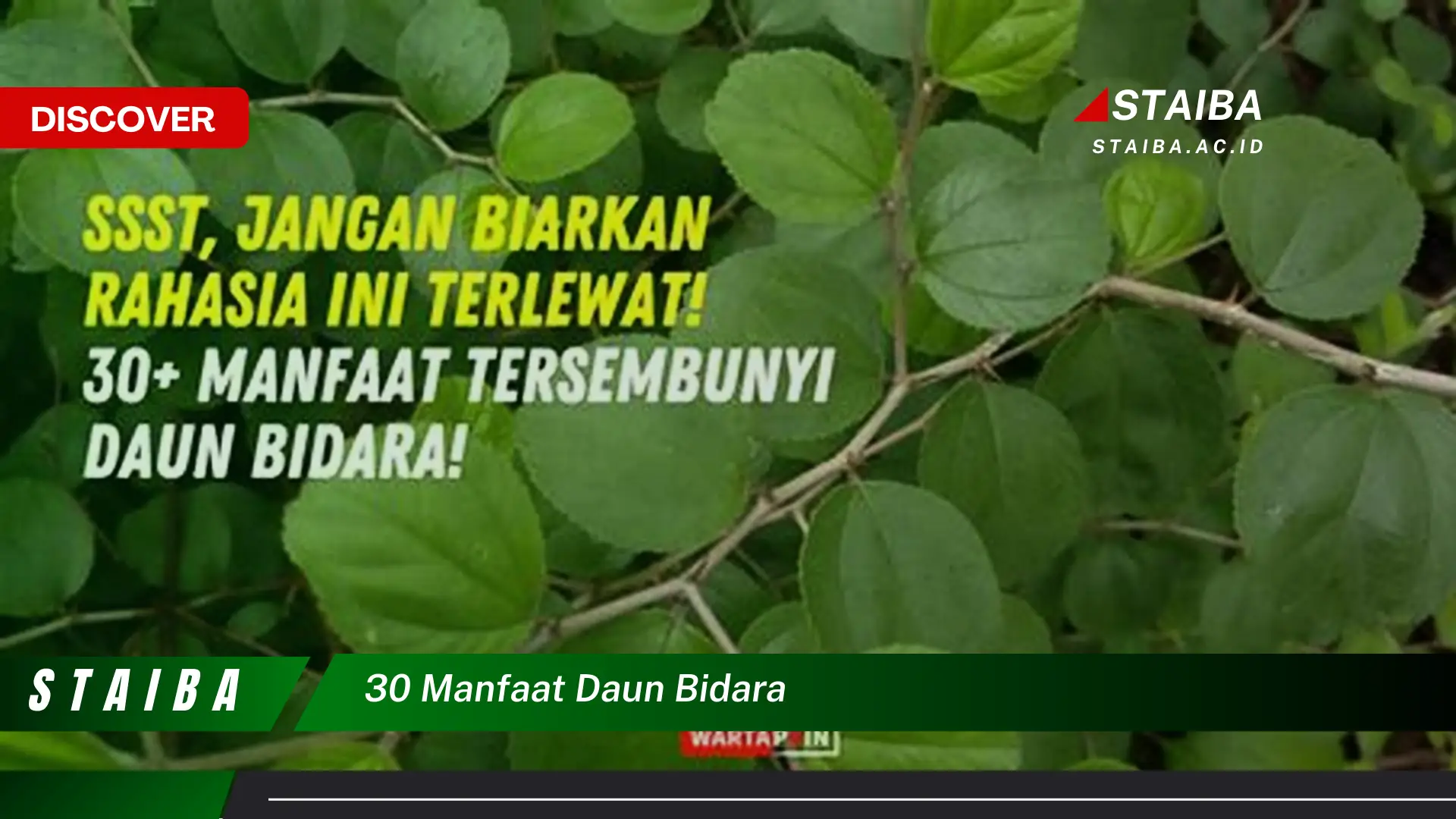 Ketahui 30 Manfaat Daun Bidara untuk Kesehatan, Kecantikan, dan Pengobatan Tradisional