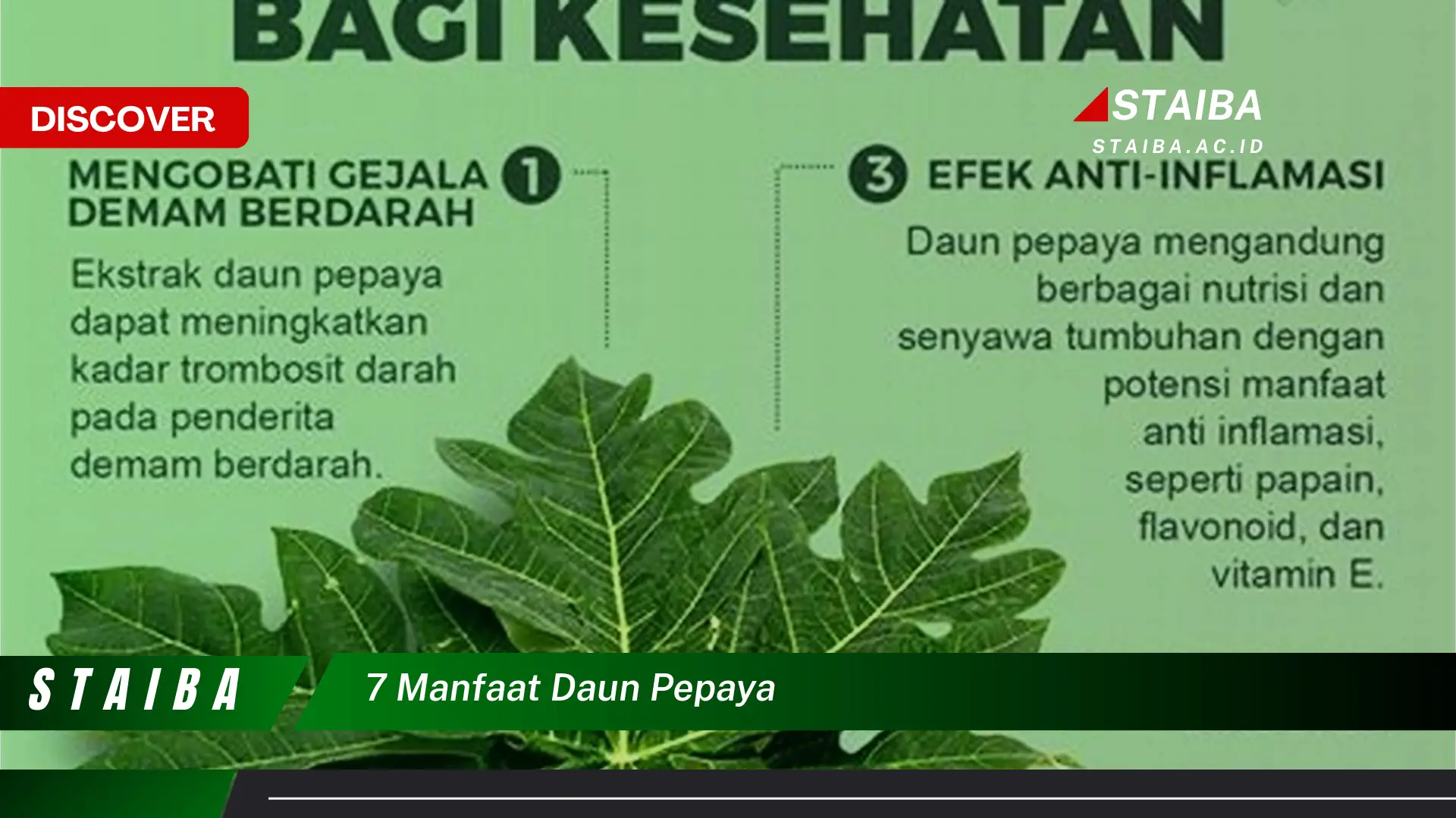 Ketahui 7 Manfaat Daun Pepaya untuk Kesehatan Anda