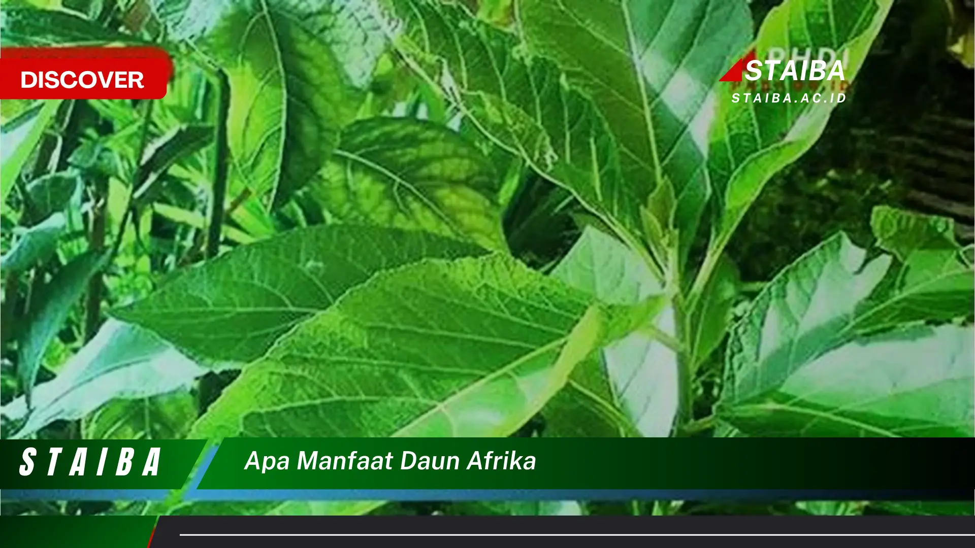 Ketahui Manfaat Daun Afrika untuk Kesehatan Tubuh Anda