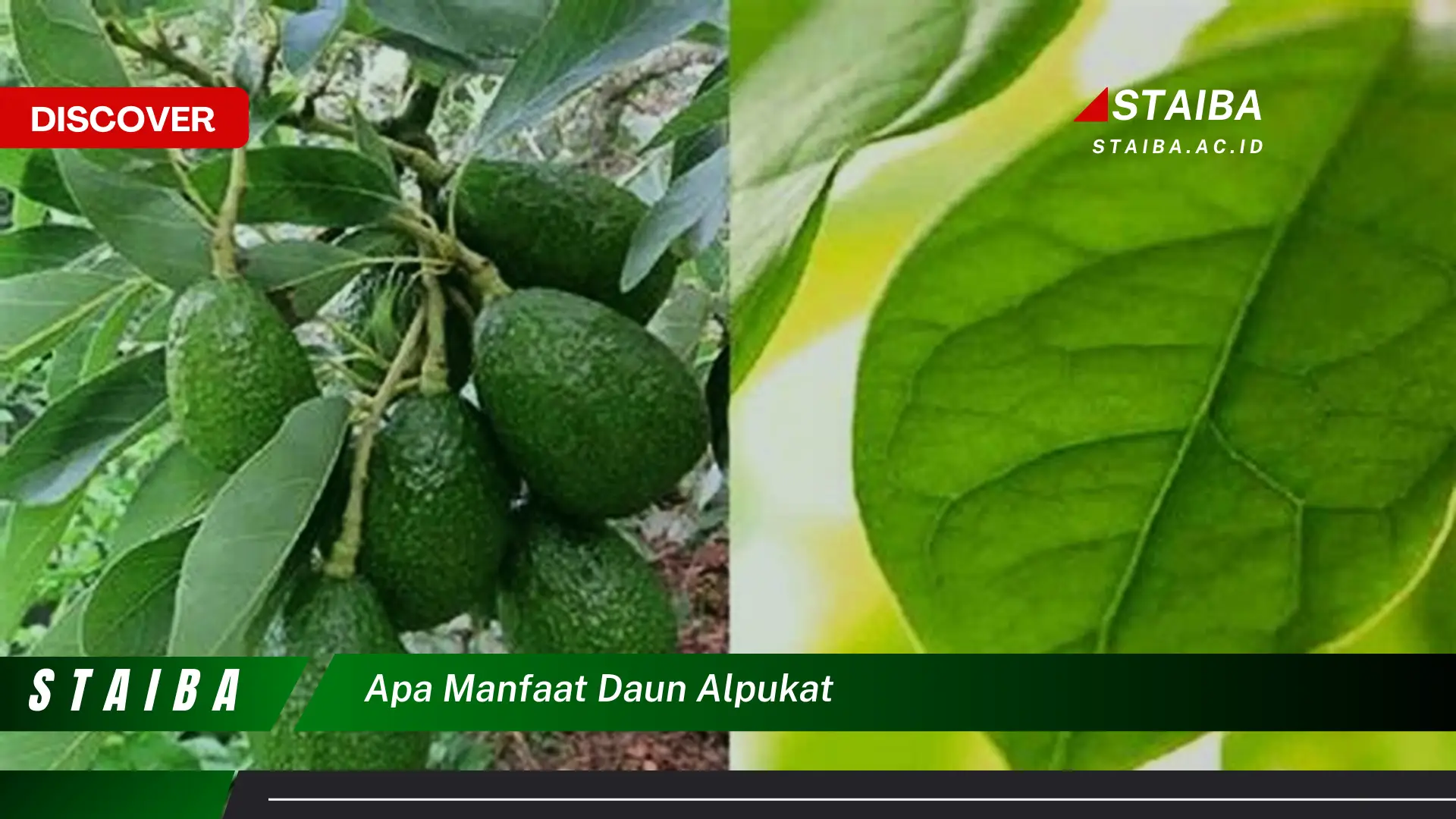 Ketahui 8 Manfaat Daun Alpukat untuk Kesehatan Anda Ketahui 8 Manfaat Daun Alpukat untuk Kesehatan Anda