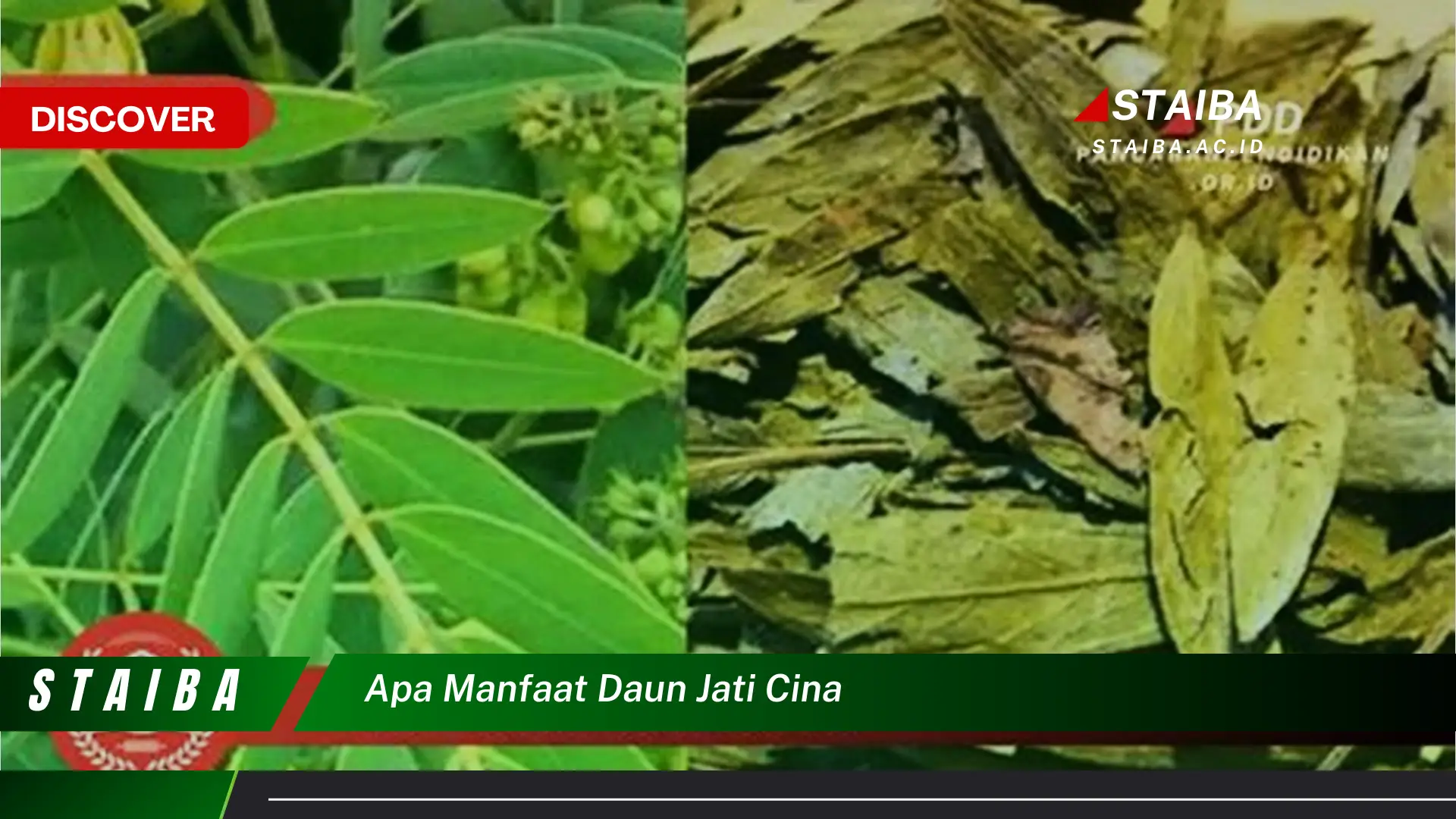 Ketahui 9 Manfaat Daun Jati Cina untuk Kesehatan, Diet, dan Kecantikan