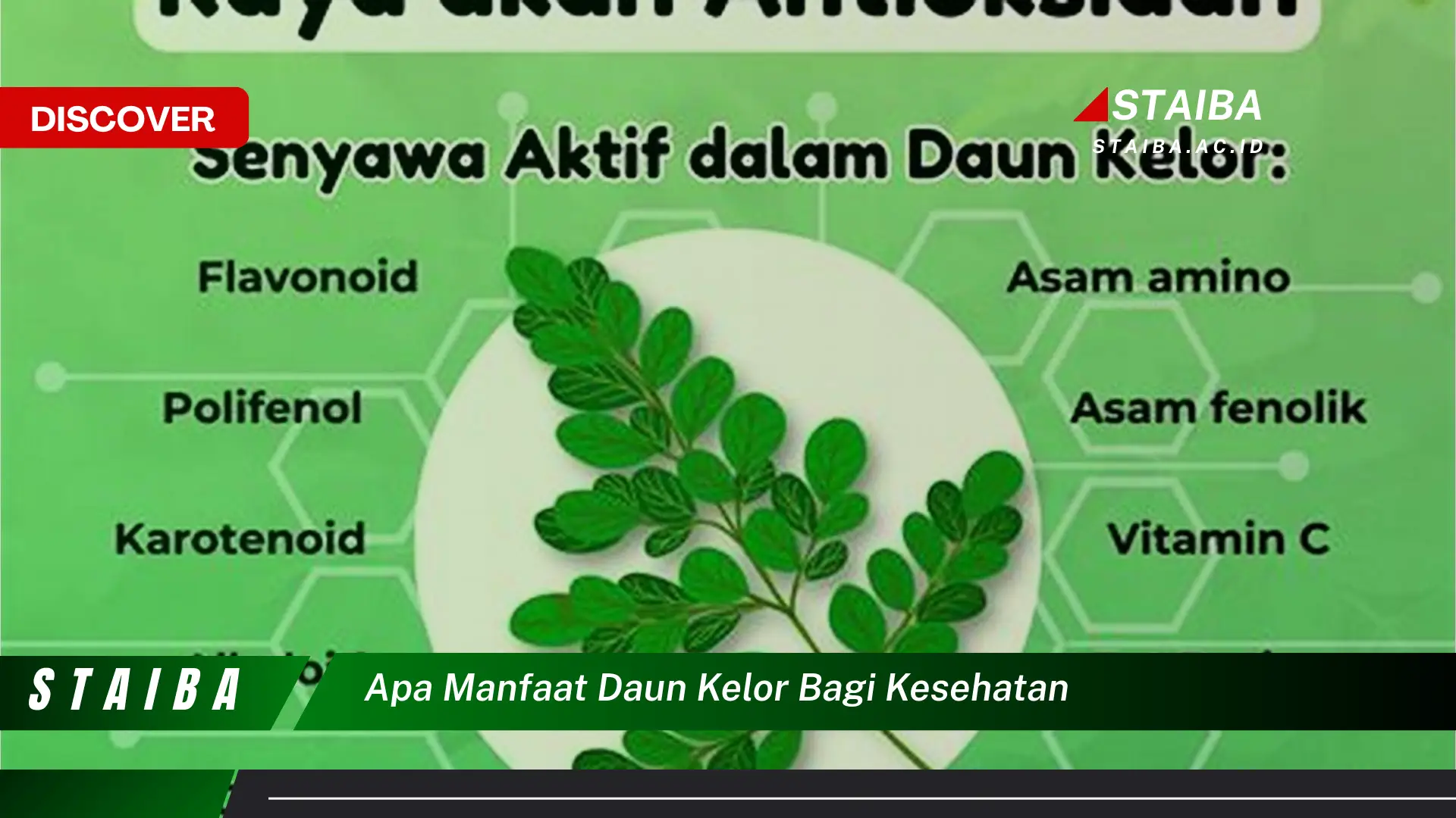 Ketahui 10 Manfaat Daun Kelor bagi Kesehatan, Dari Akar Hingga Daun